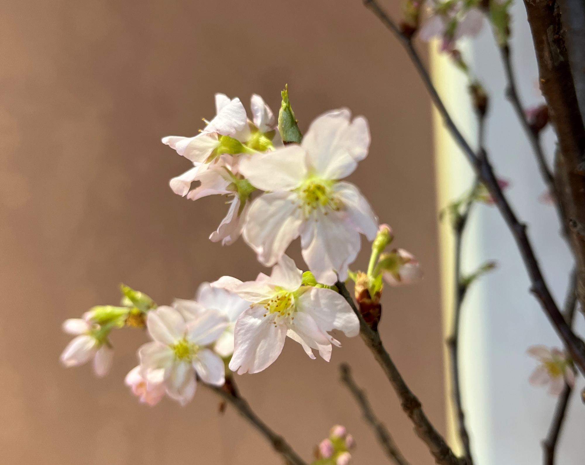 季節を感じるブランシエール千種2 ー 見学のご案内ー