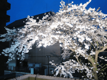 夜の桜