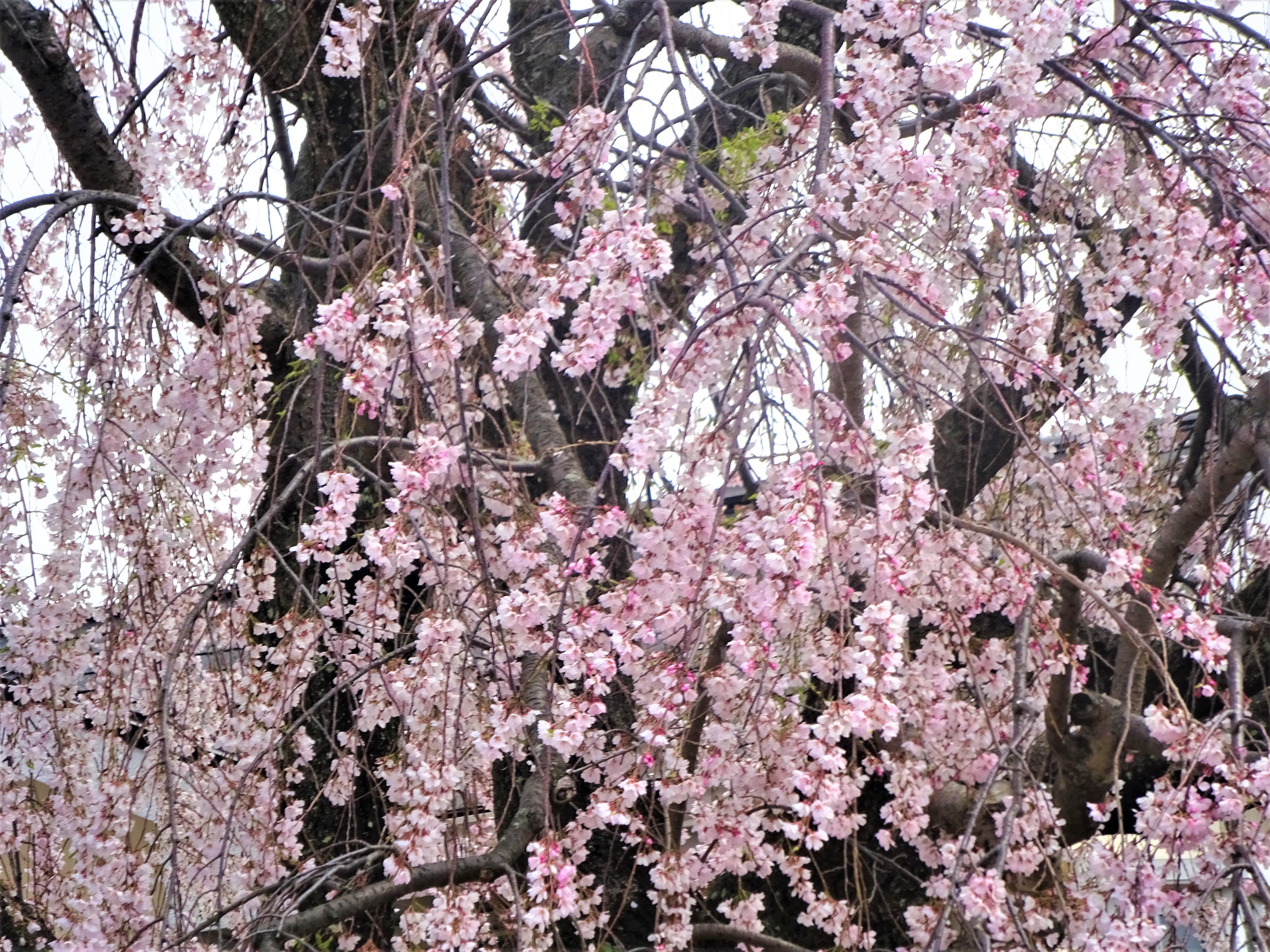 🌸~桜~お花見週間🌸