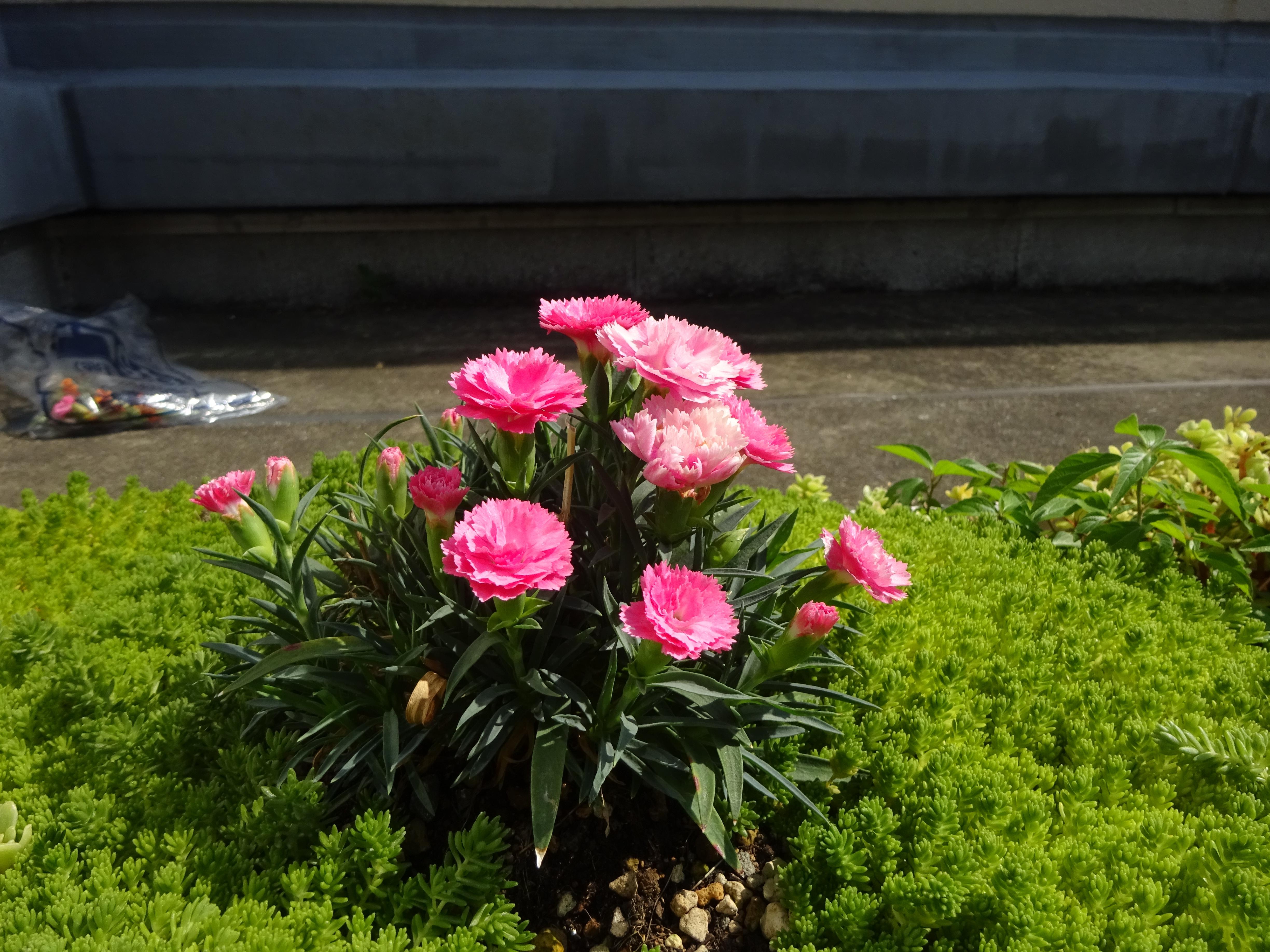 DSC06434.JPG