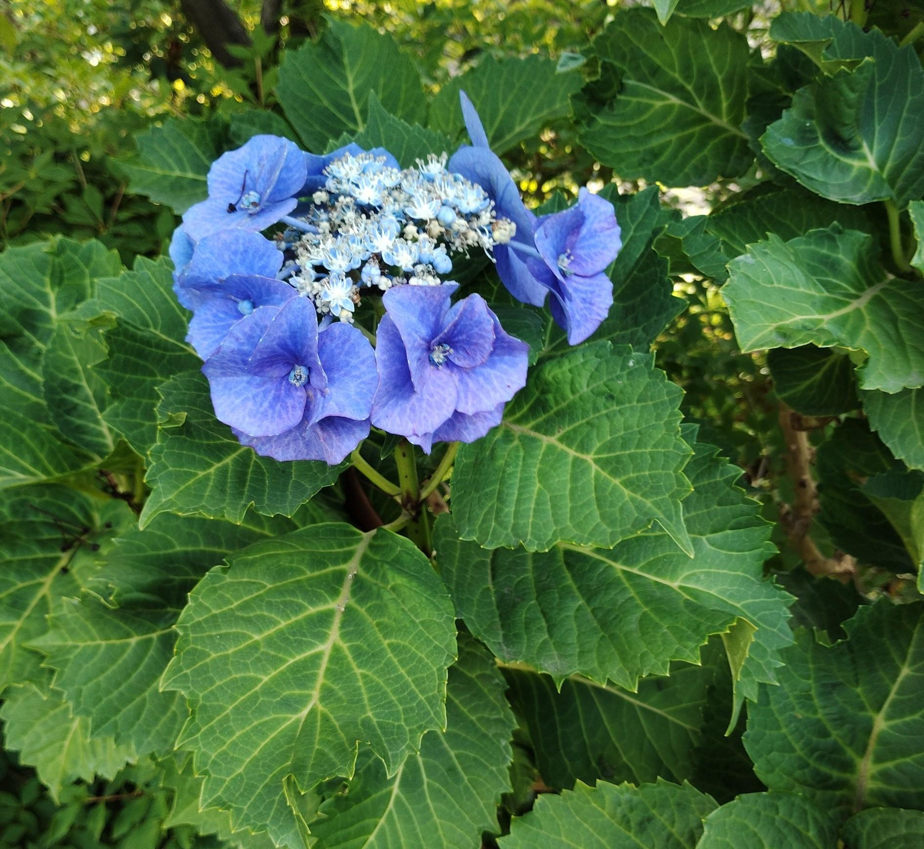 0611-1ブランシェール市川