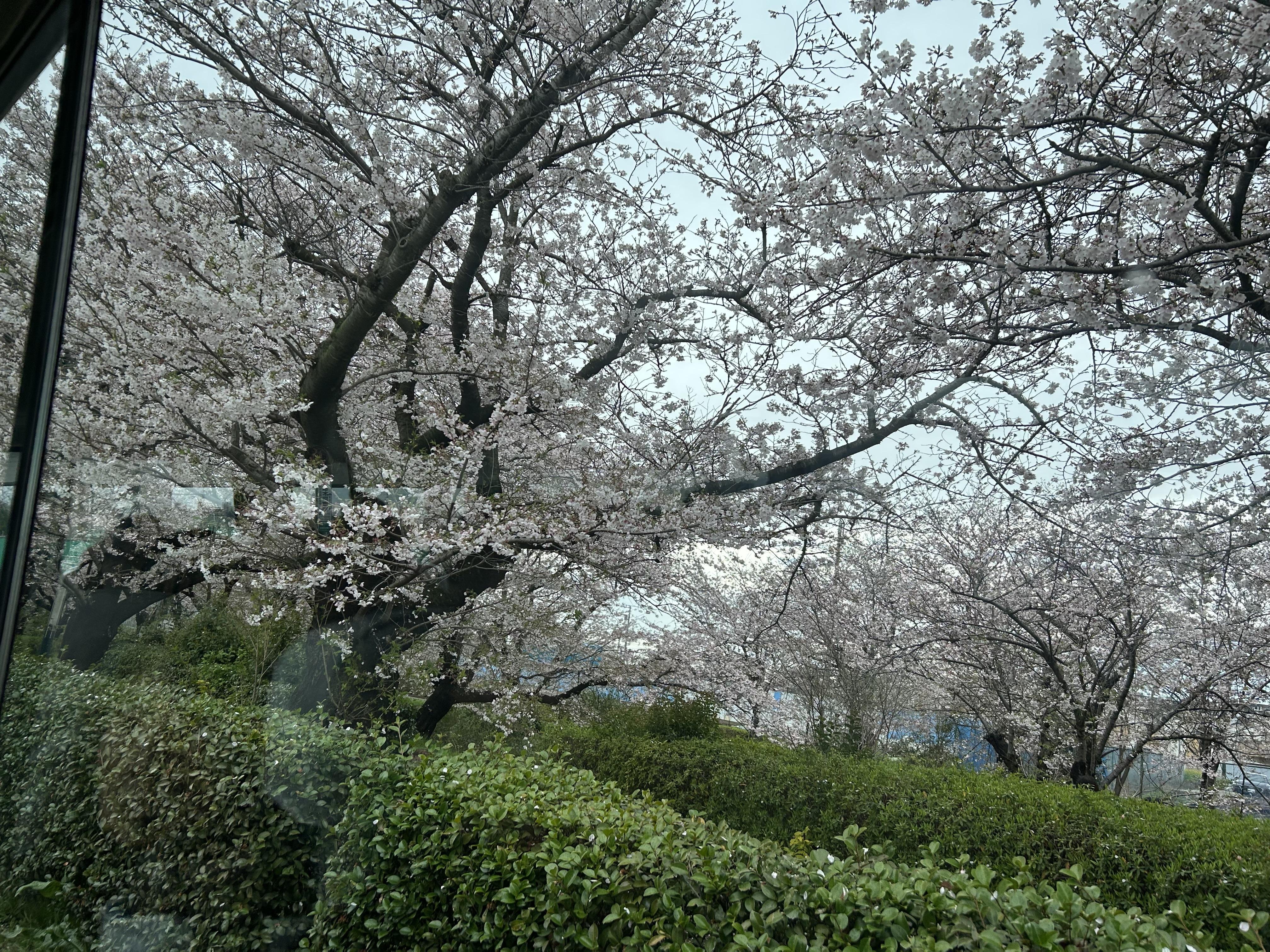 3-ichikawahanami