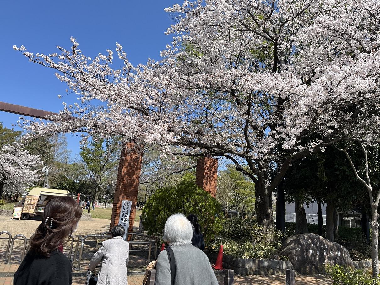 絶好のお花見日和