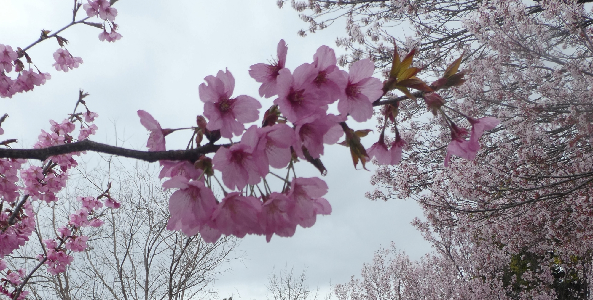 お花見