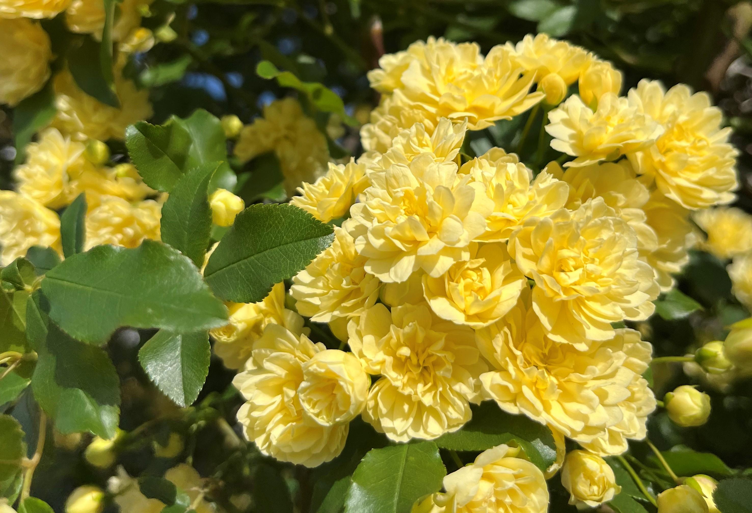 お花が満開です
