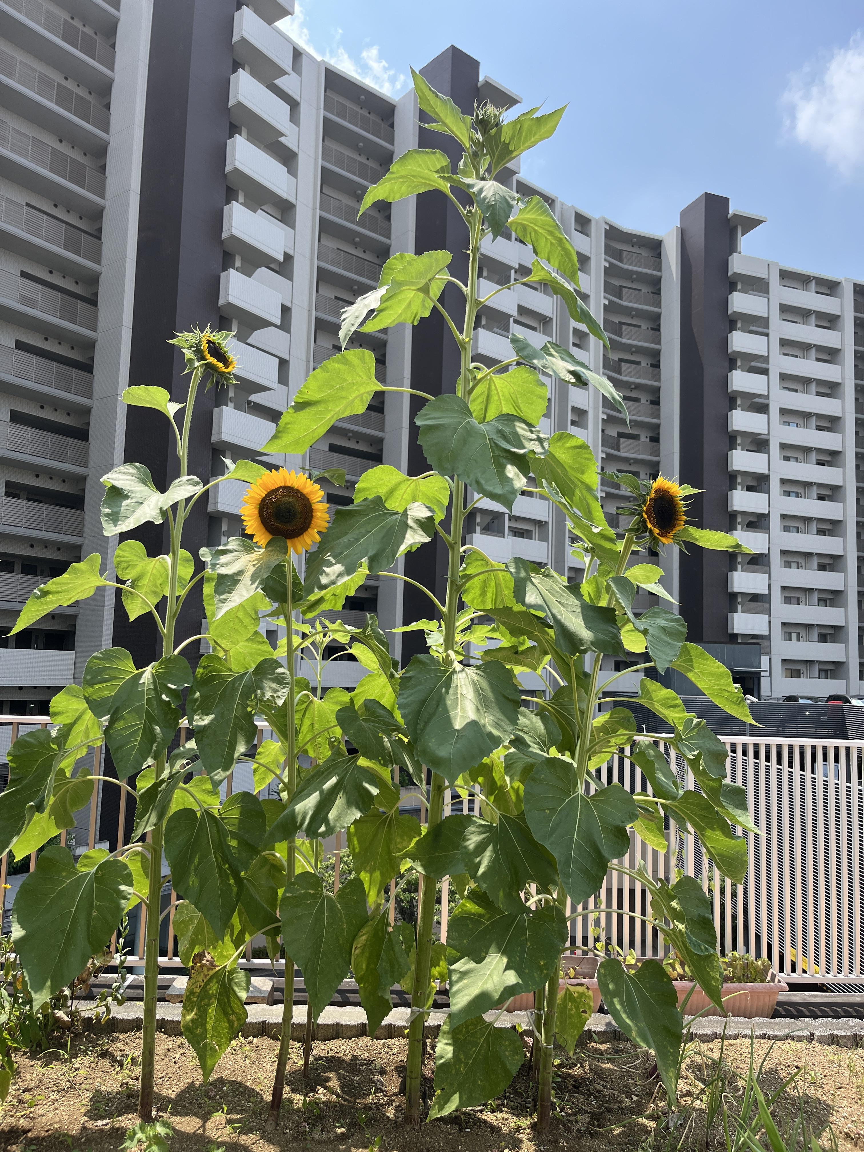 夏の植物、ぐんぐん成長中