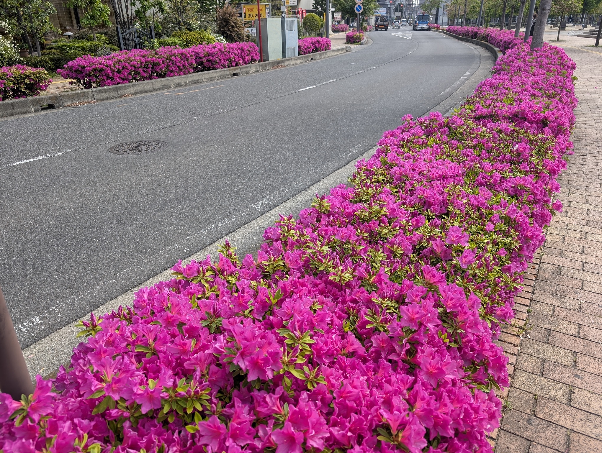 春爛漫♪事業所周辺お花紹介
