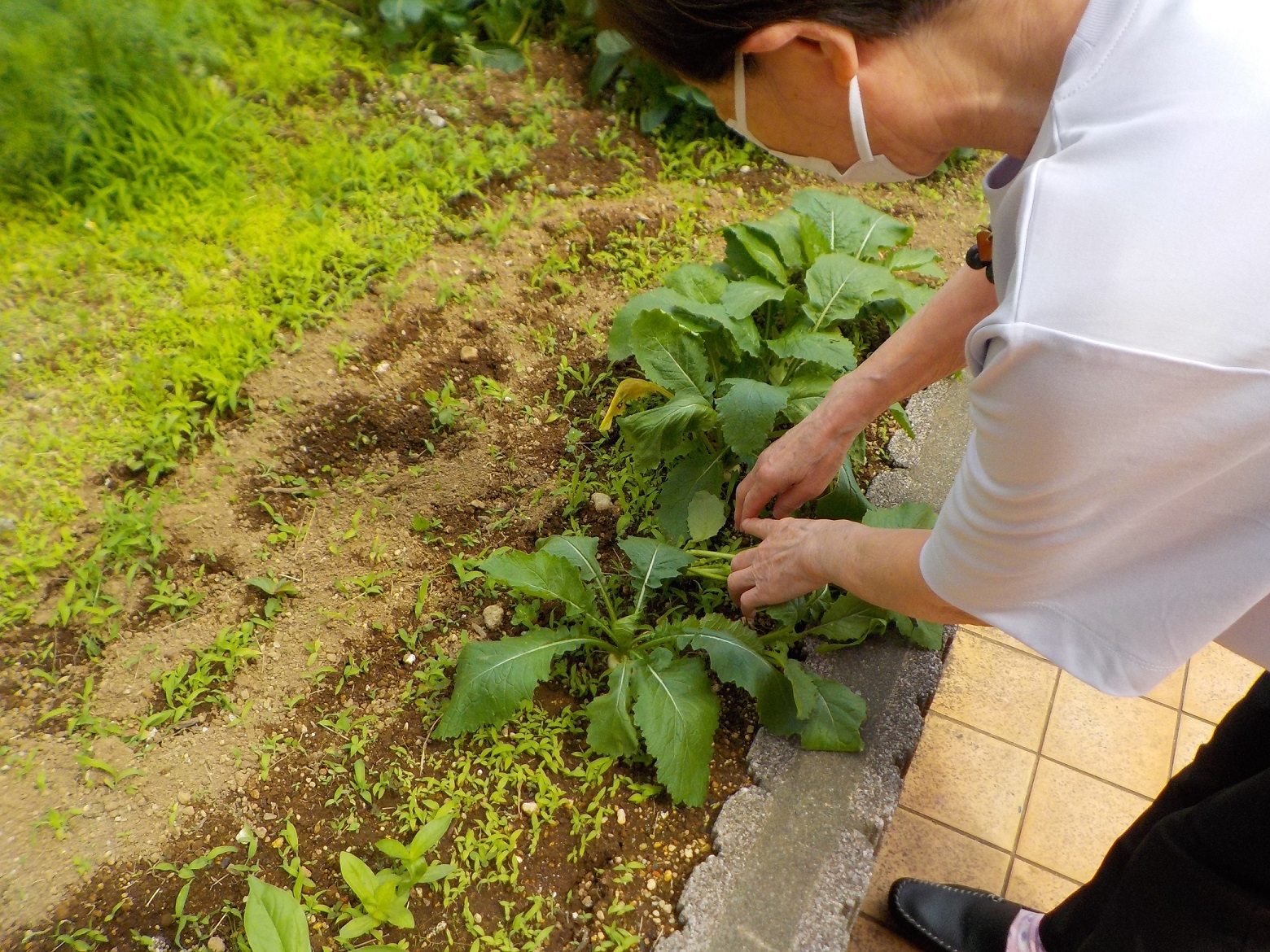 愛情たっぷり！庭園栽培野菜