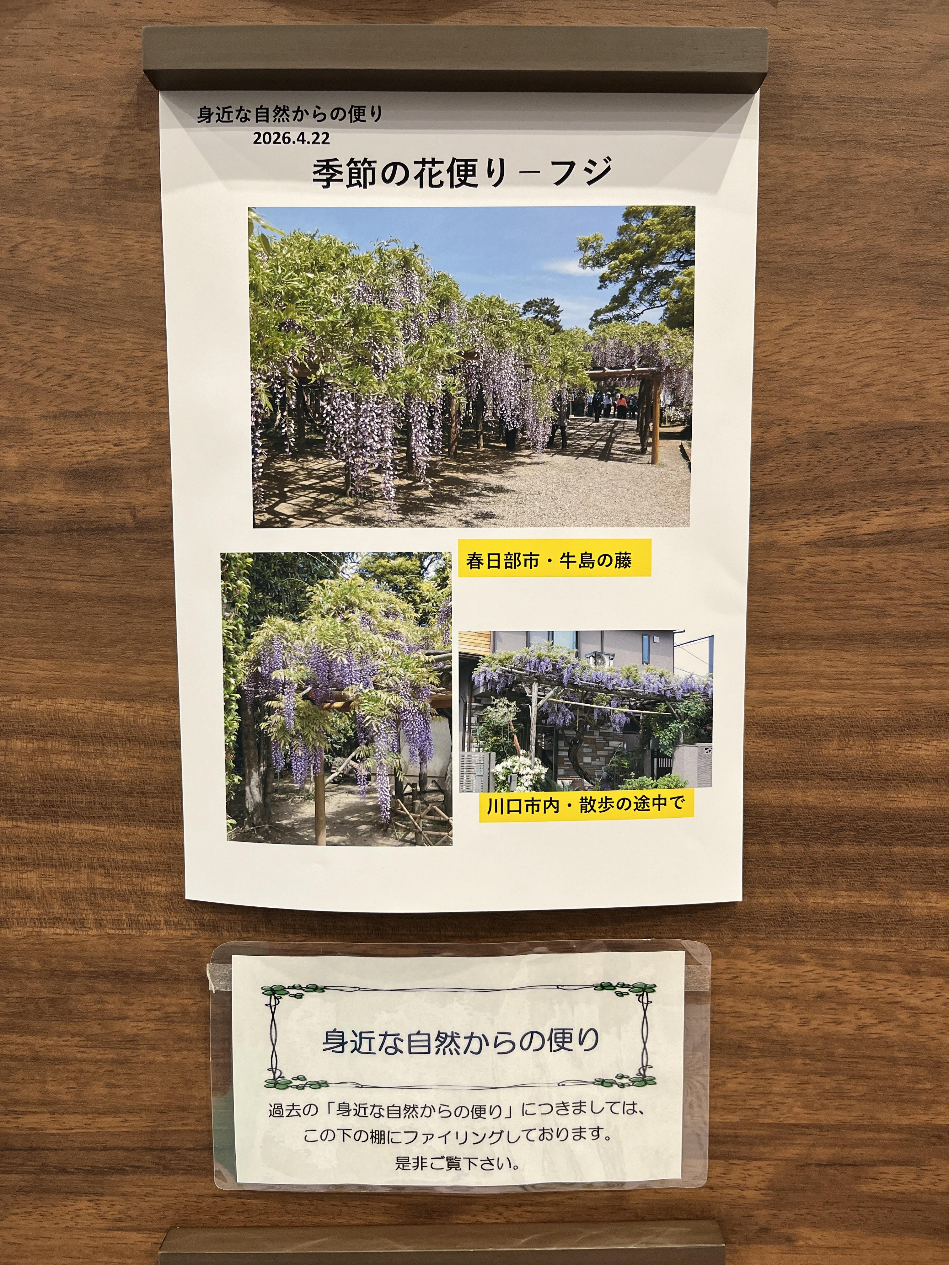 身近な自然からの便り~藤の季節を楽しんで~