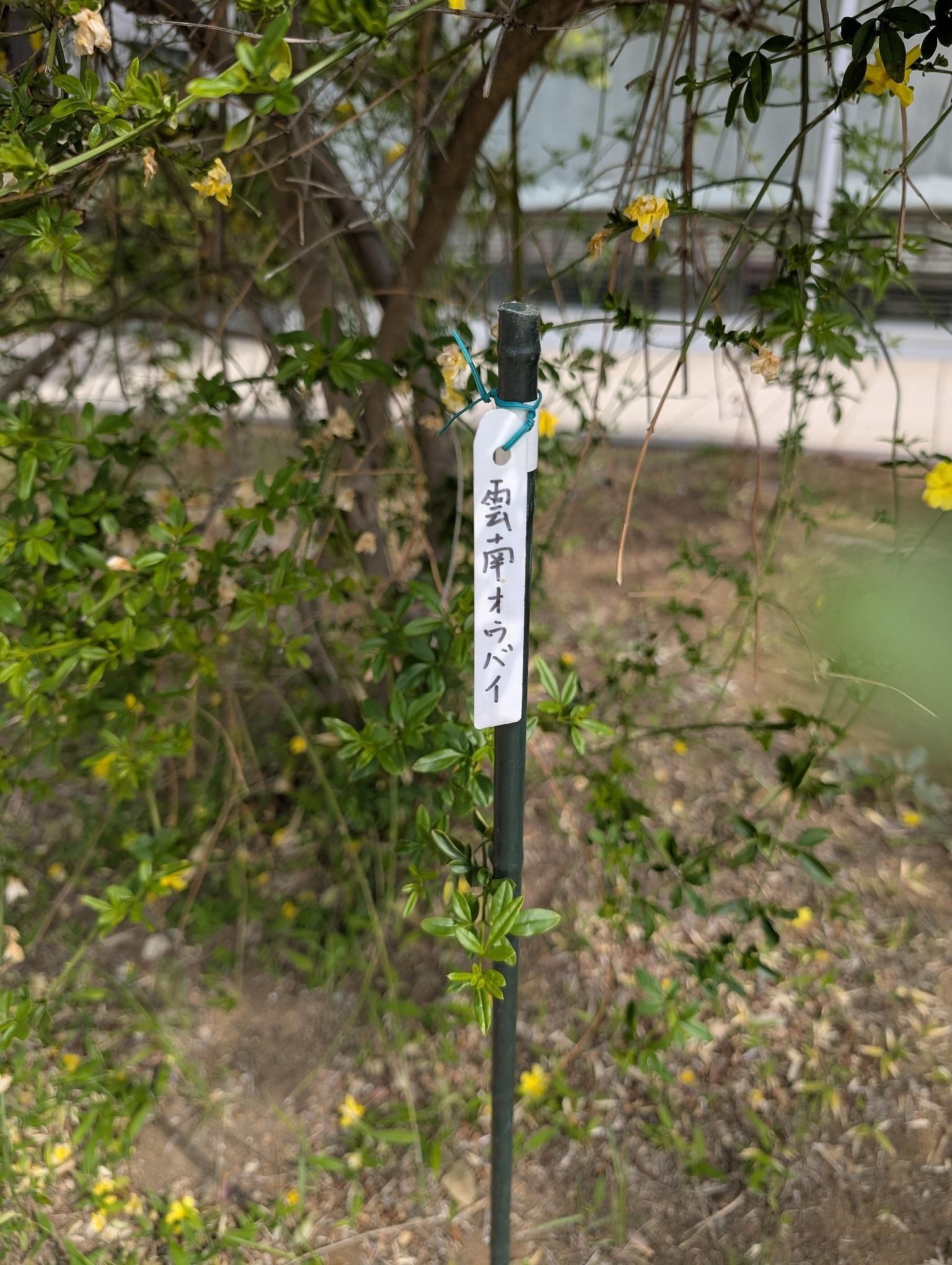 kawaguchi250428-4