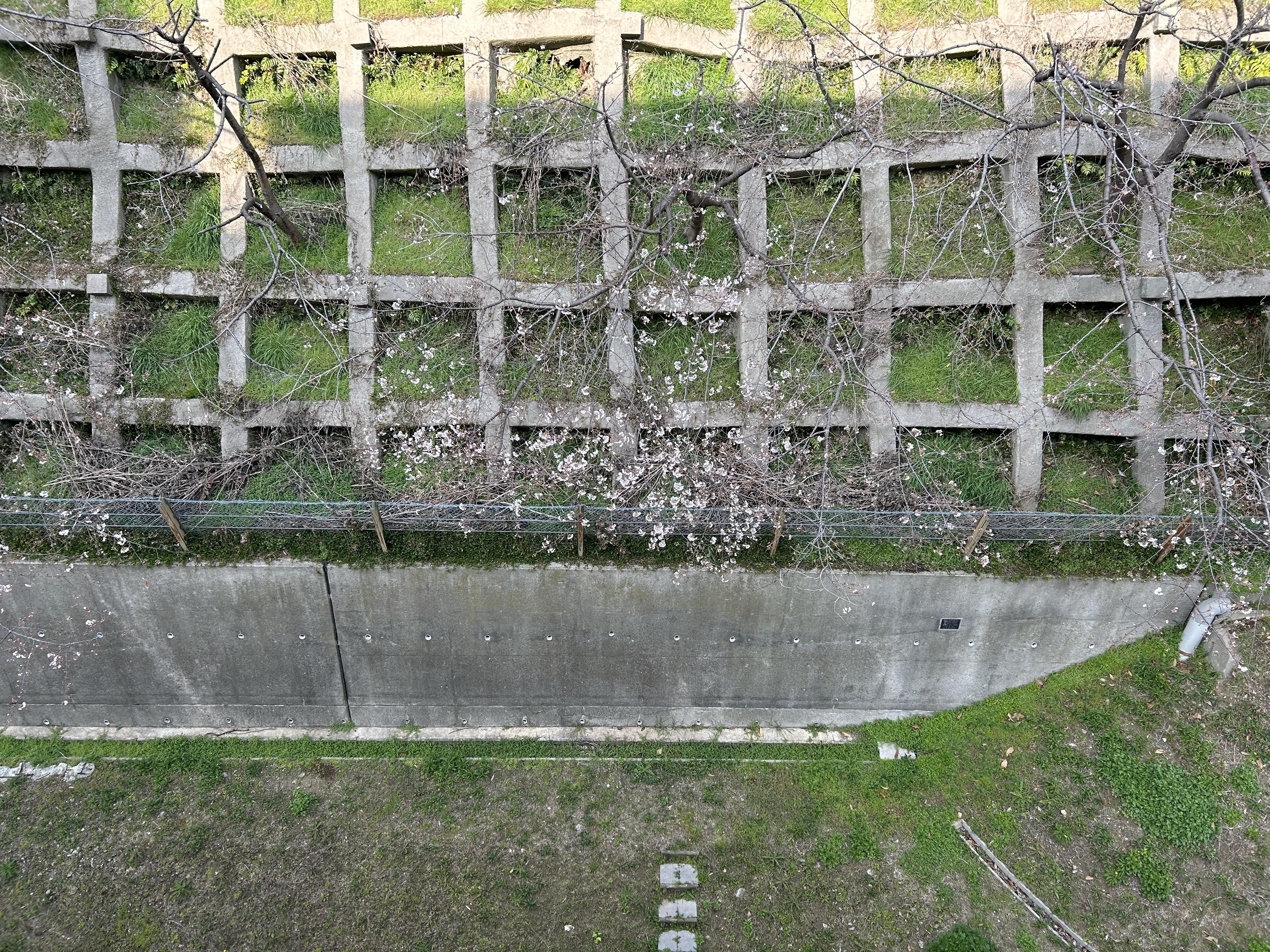 ブランシエール神戸北野　～桜開花情報～