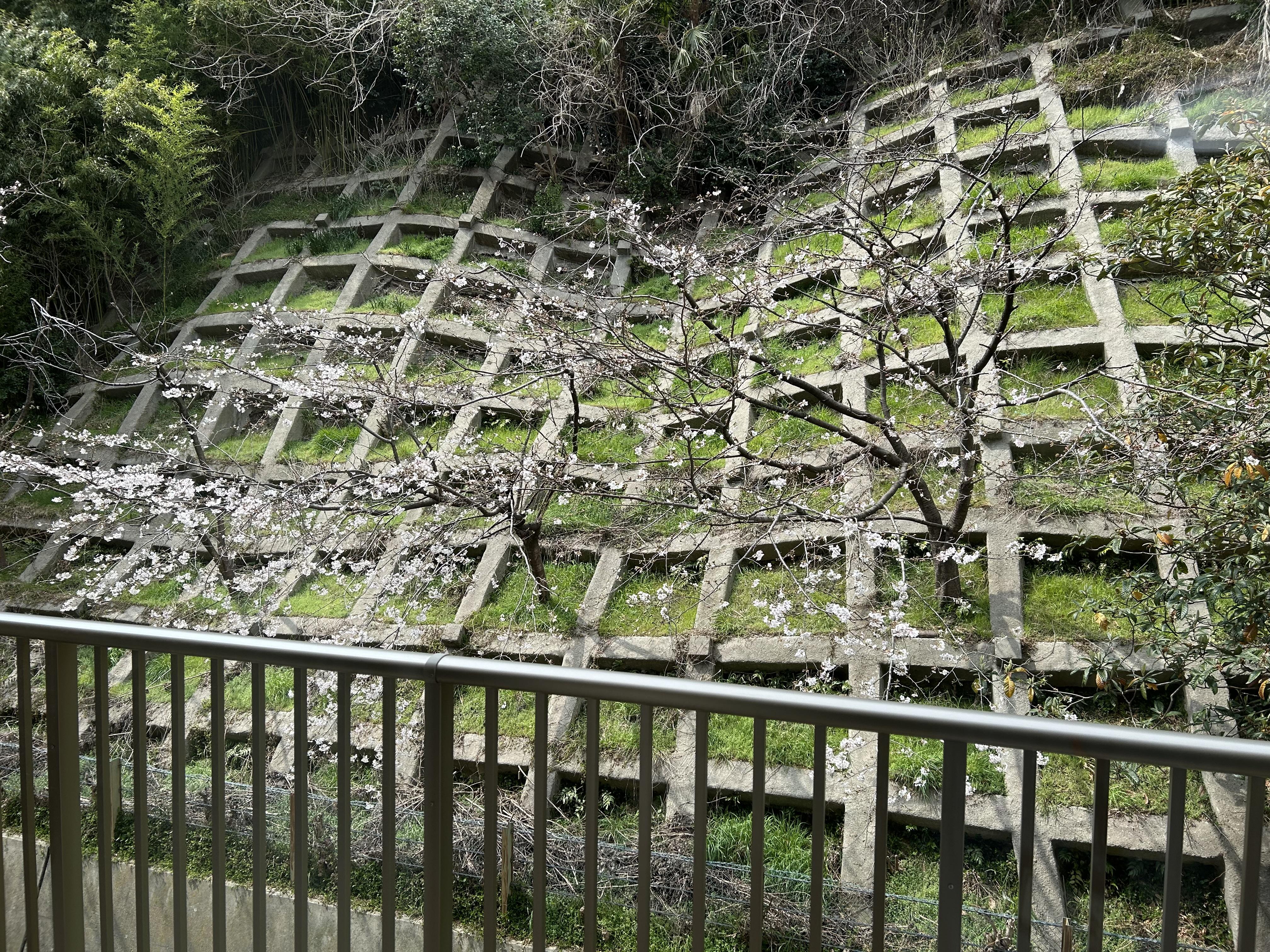 ブランシエール神戸北野　～桜開花情報～