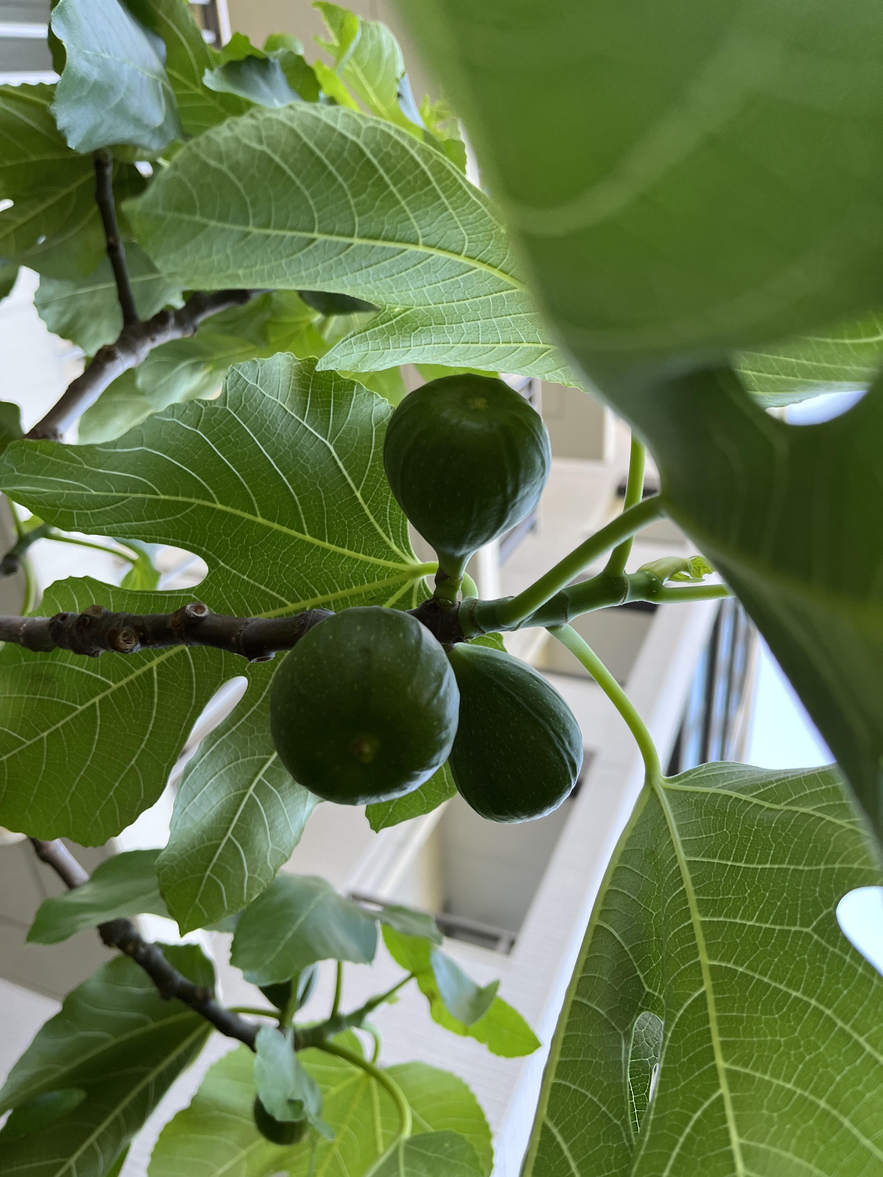 風薫る5月