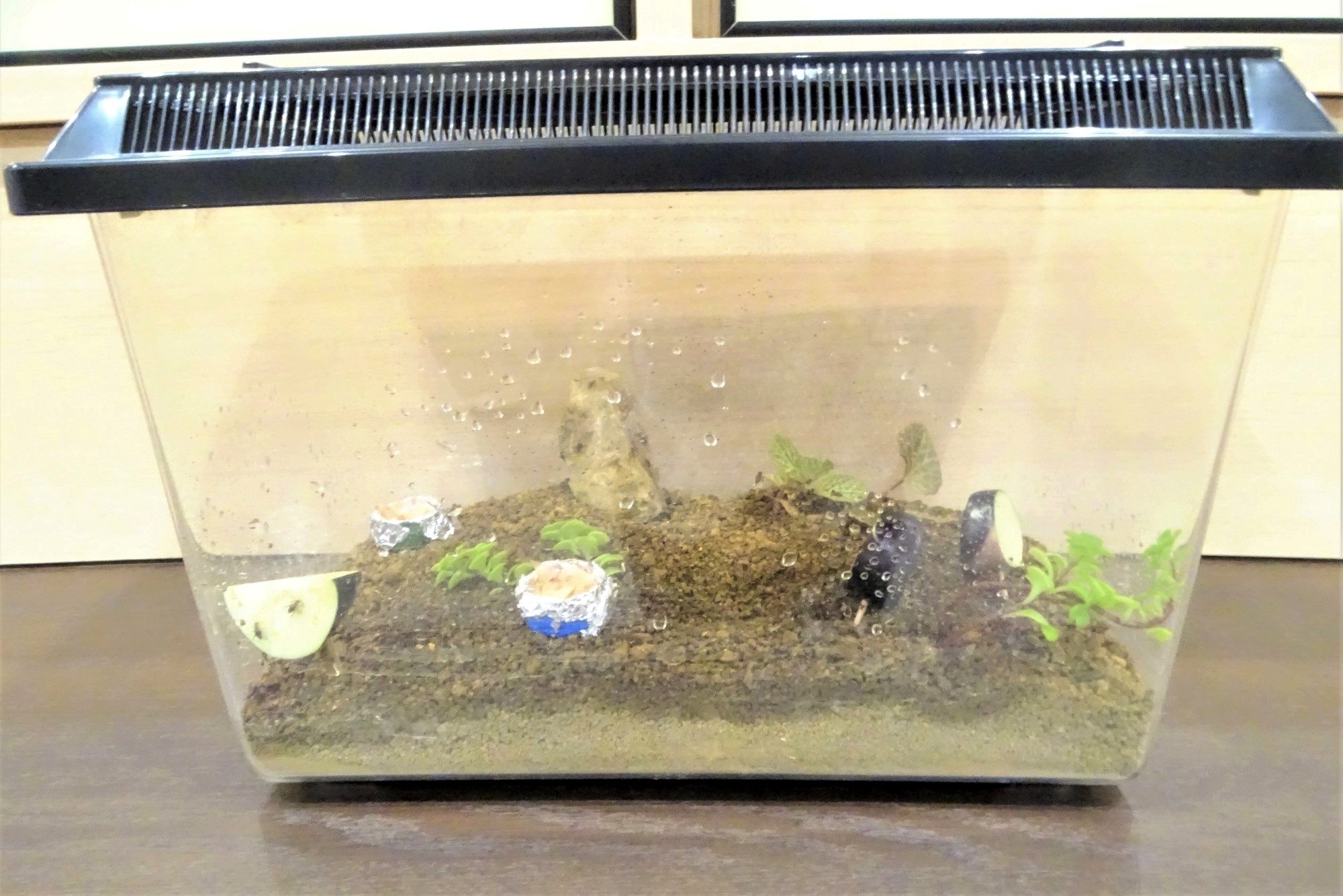 　鈴虫2世