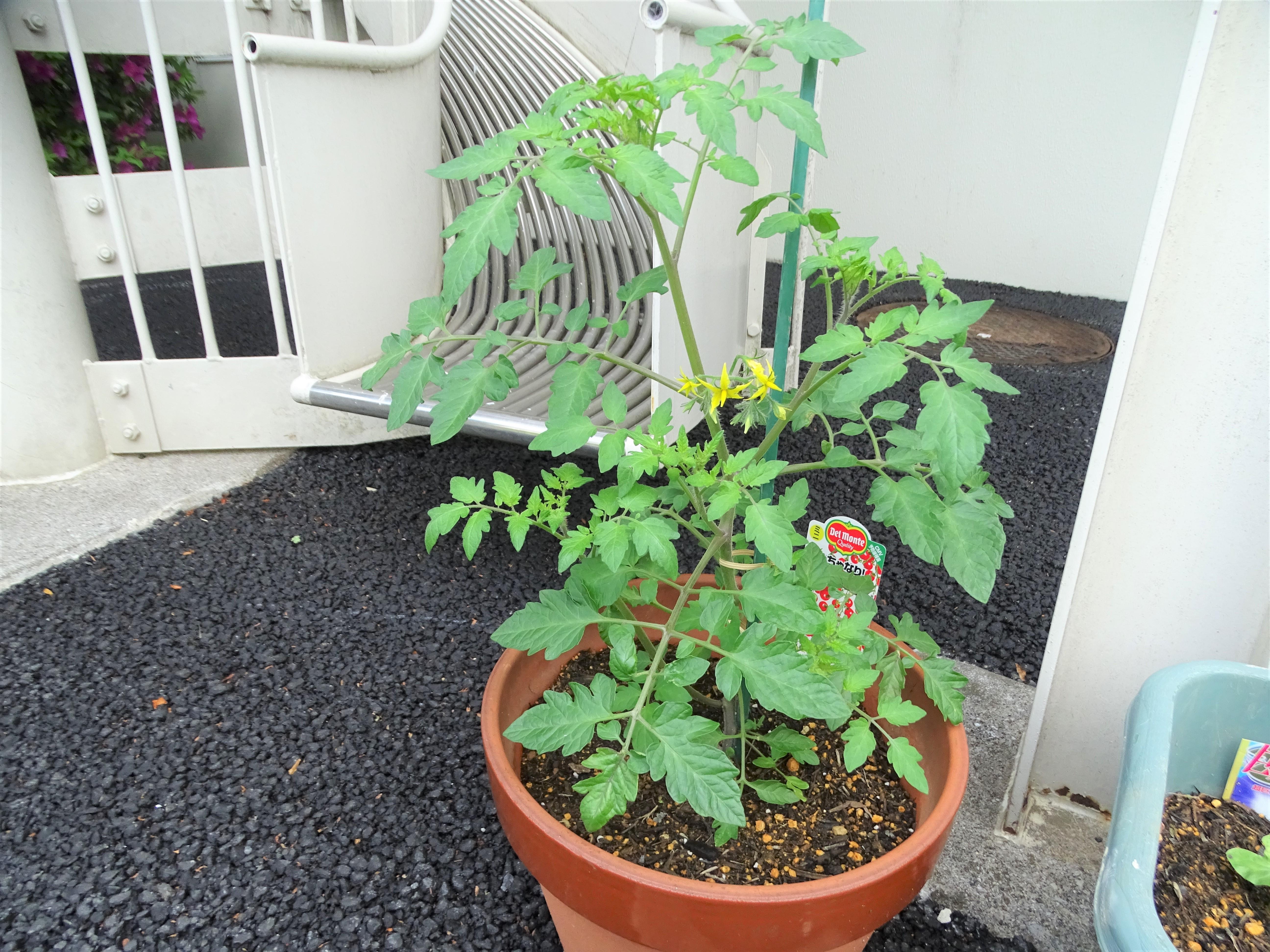 春の小さな成長日記🍅