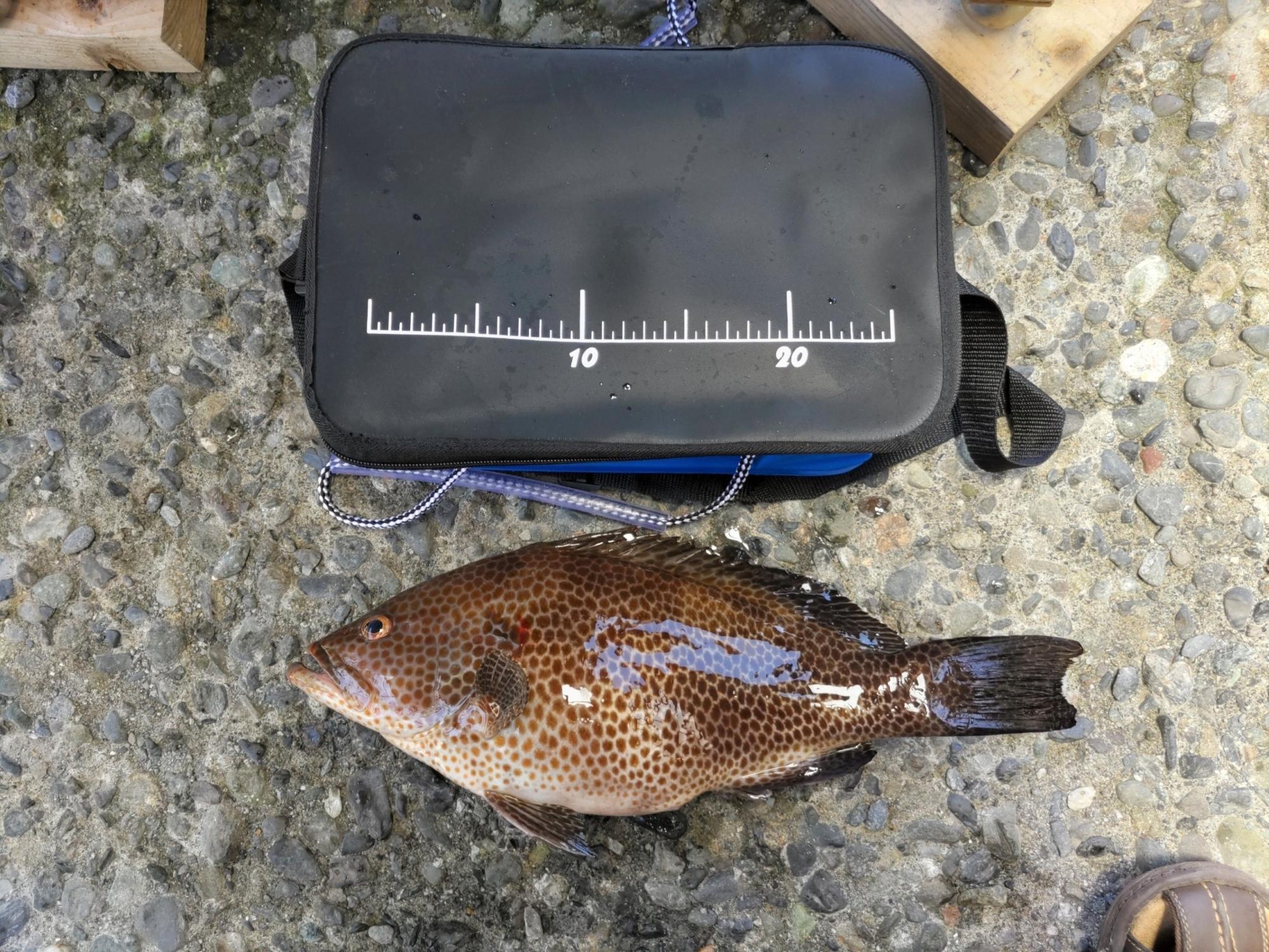 3kitaurawa0713