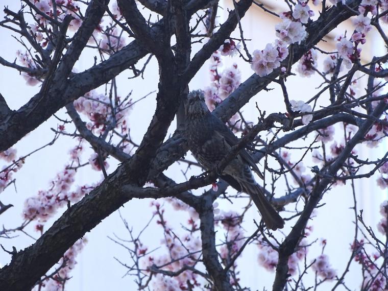 梅の花に小さな来客が……