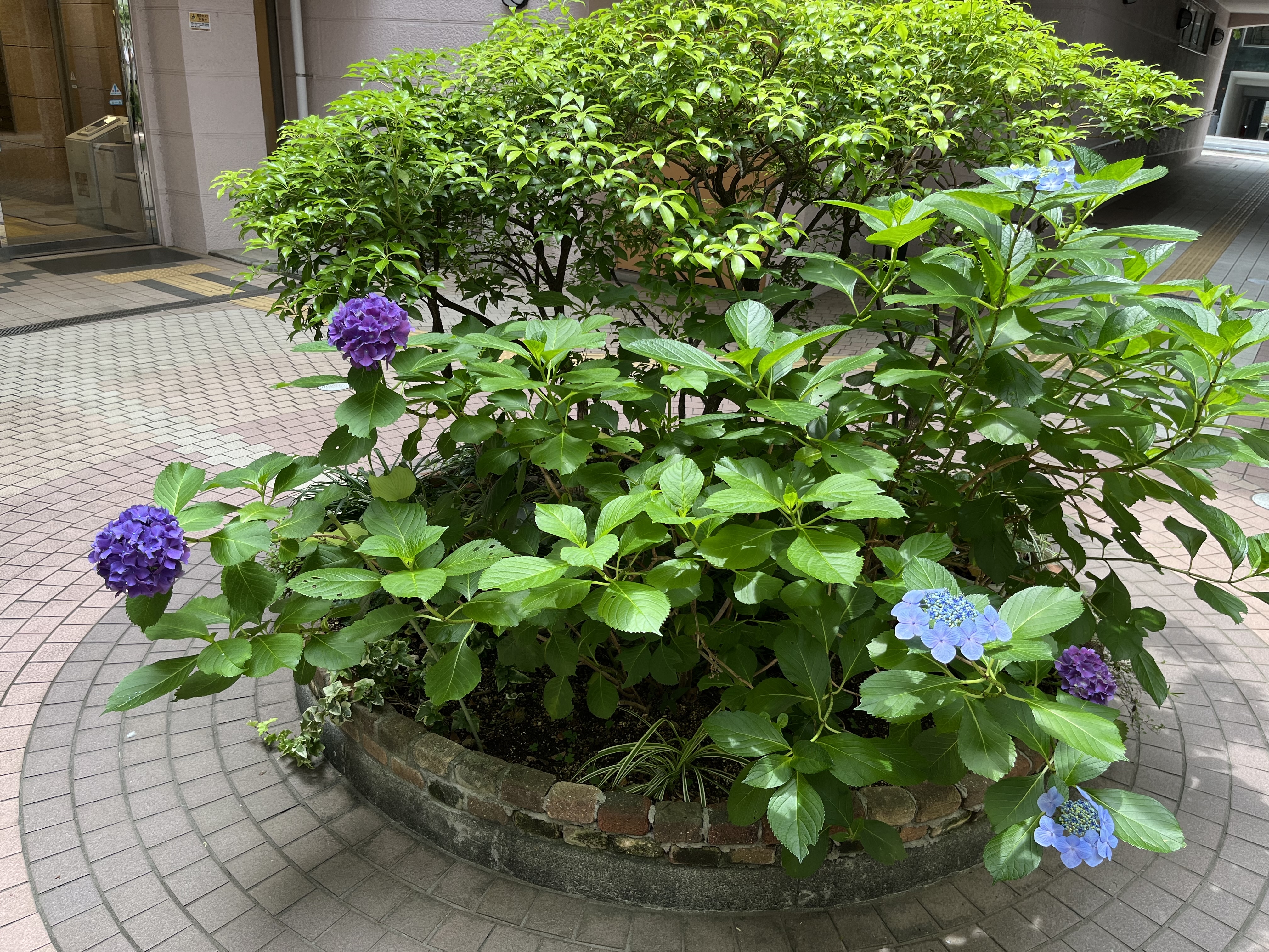 中庭に紫陽花が咲きました