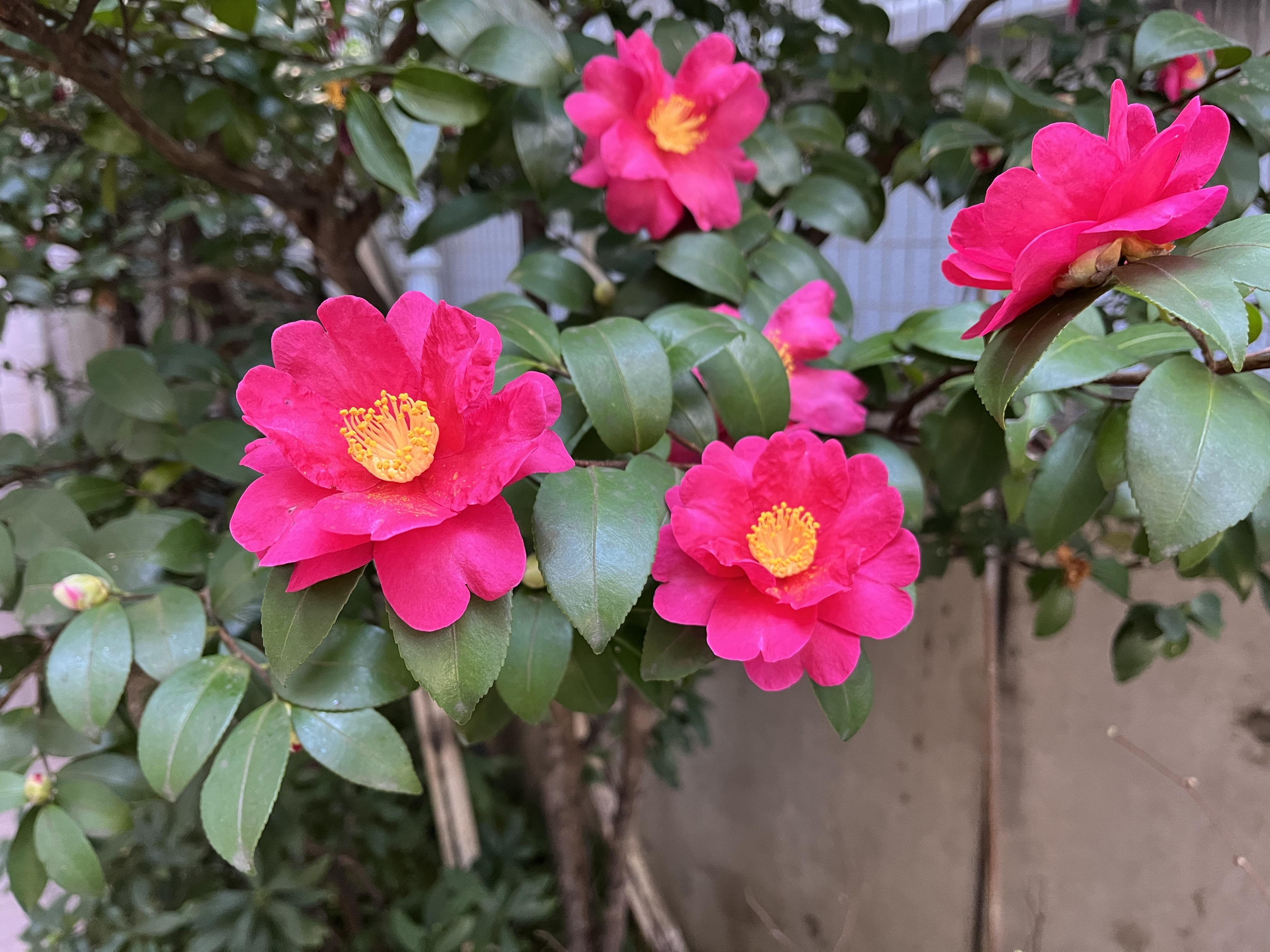 中庭の花々～冬篇～