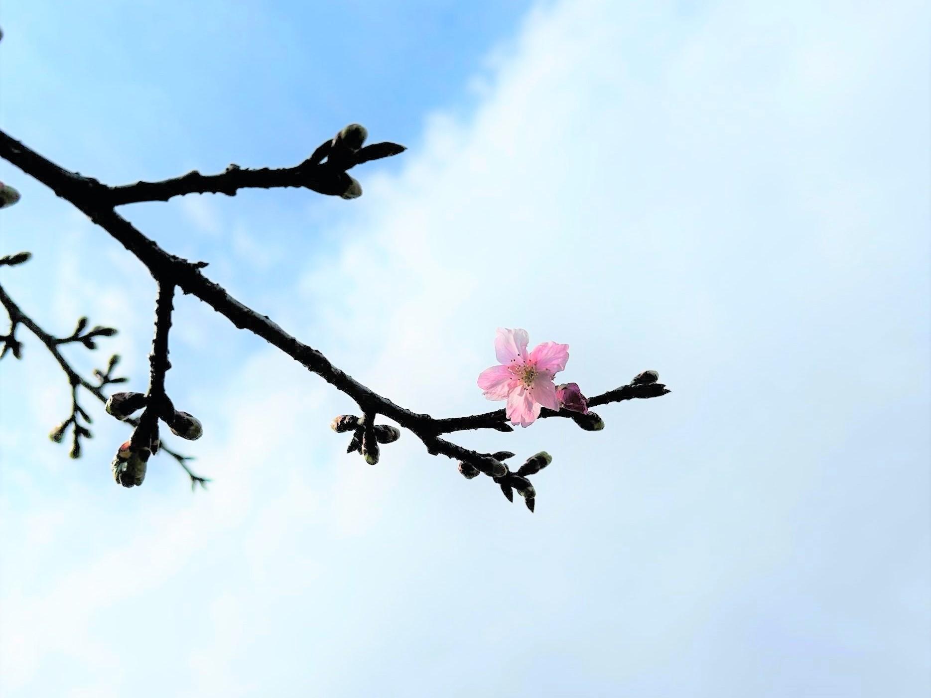 春の便り～茅ヶ崎公園の河津桜～