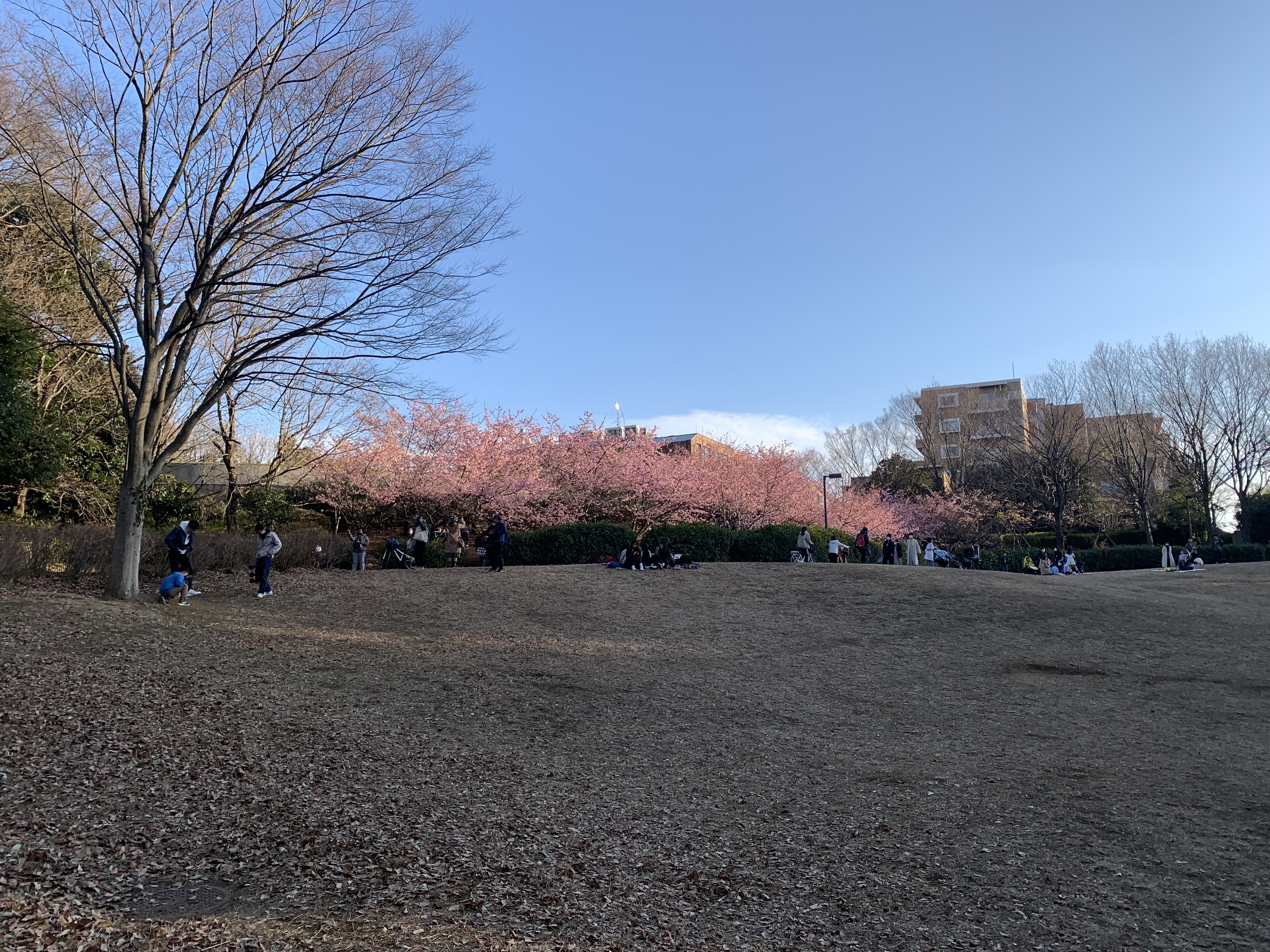 茅ケ崎公園の下からの河津桜