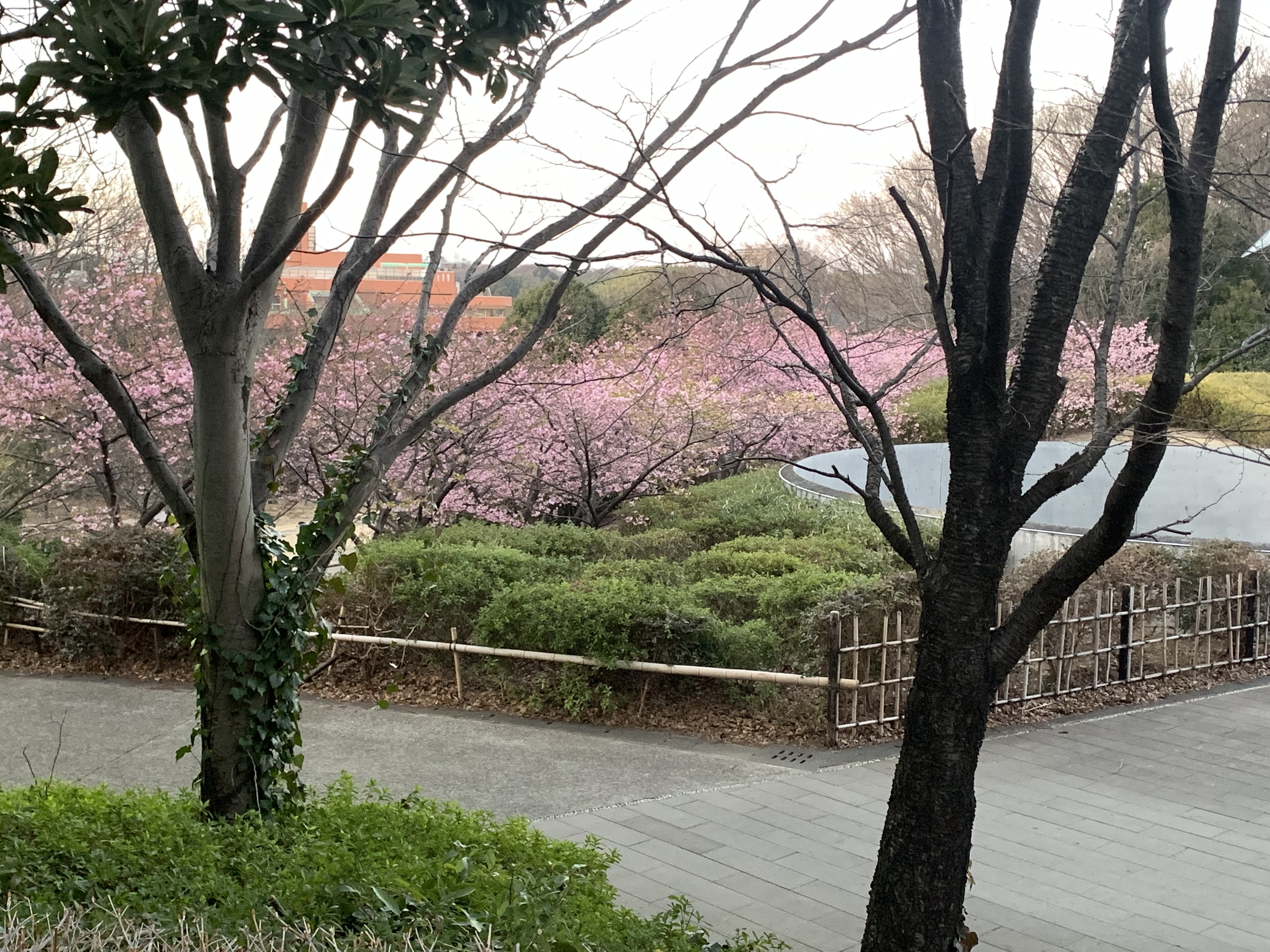 港北２の１階から見える河津桜