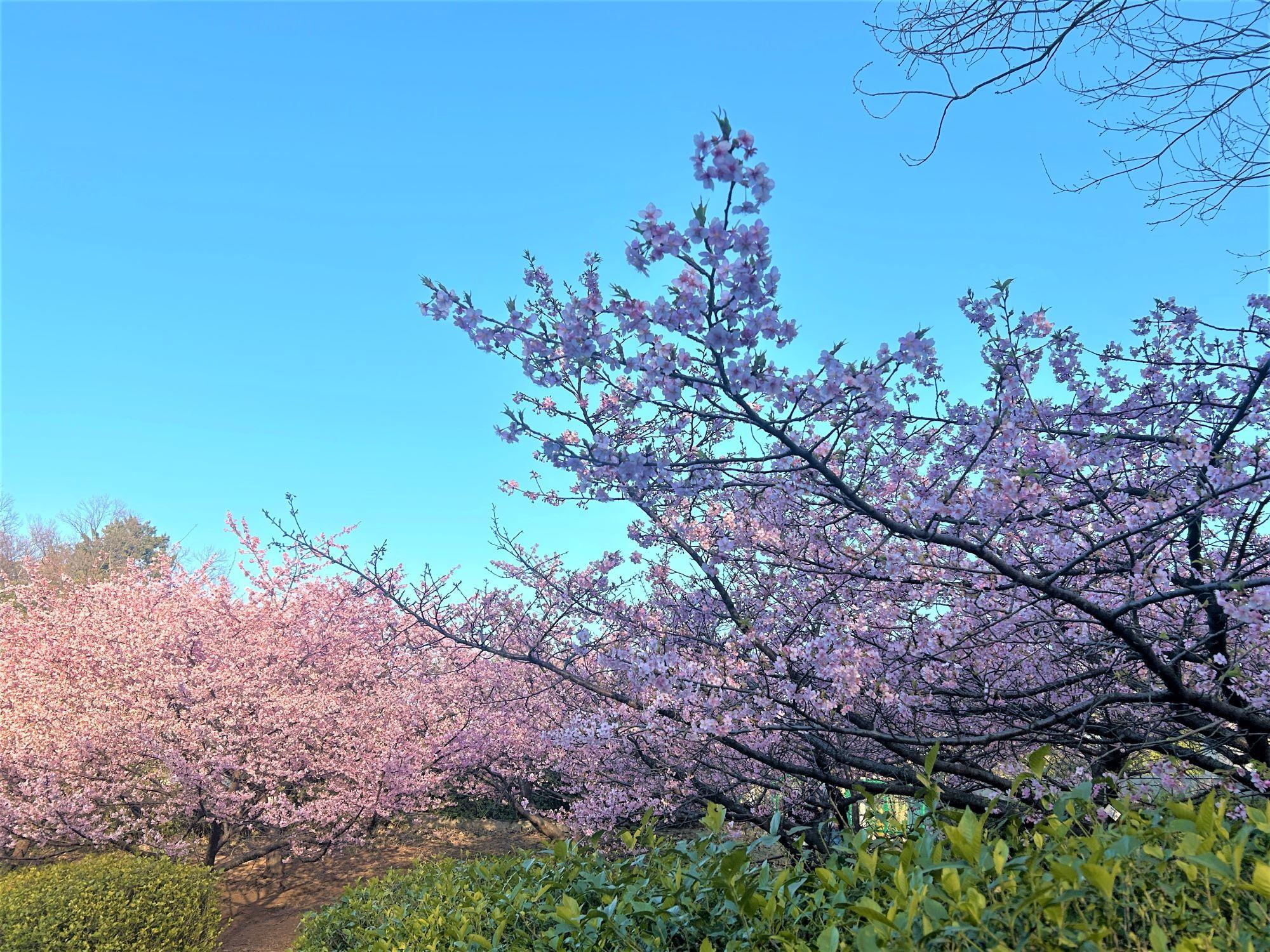 2602koushoku2.kawazu(5)