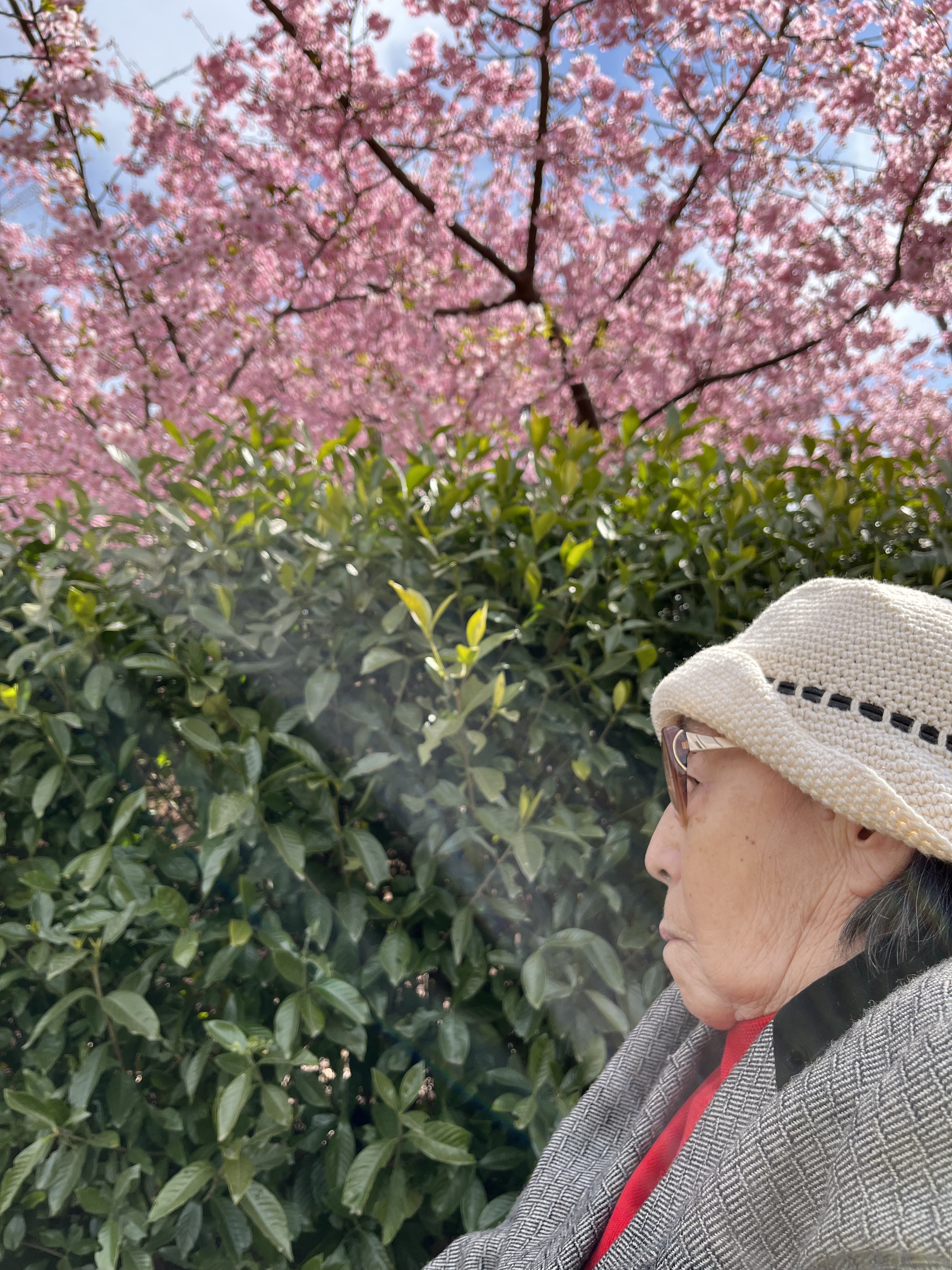 花見港北25枚目3月4日.JPG