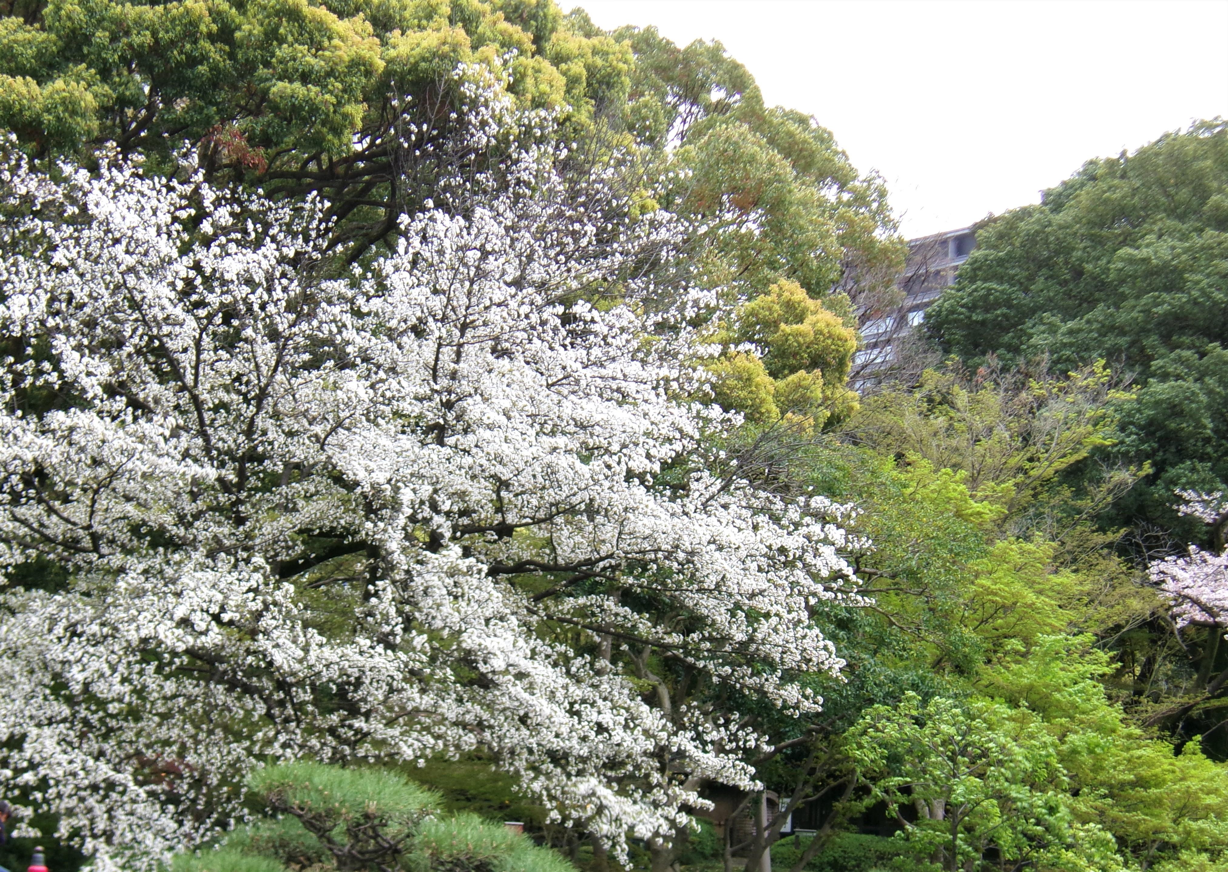 お花見散歩＆春の昼食会
