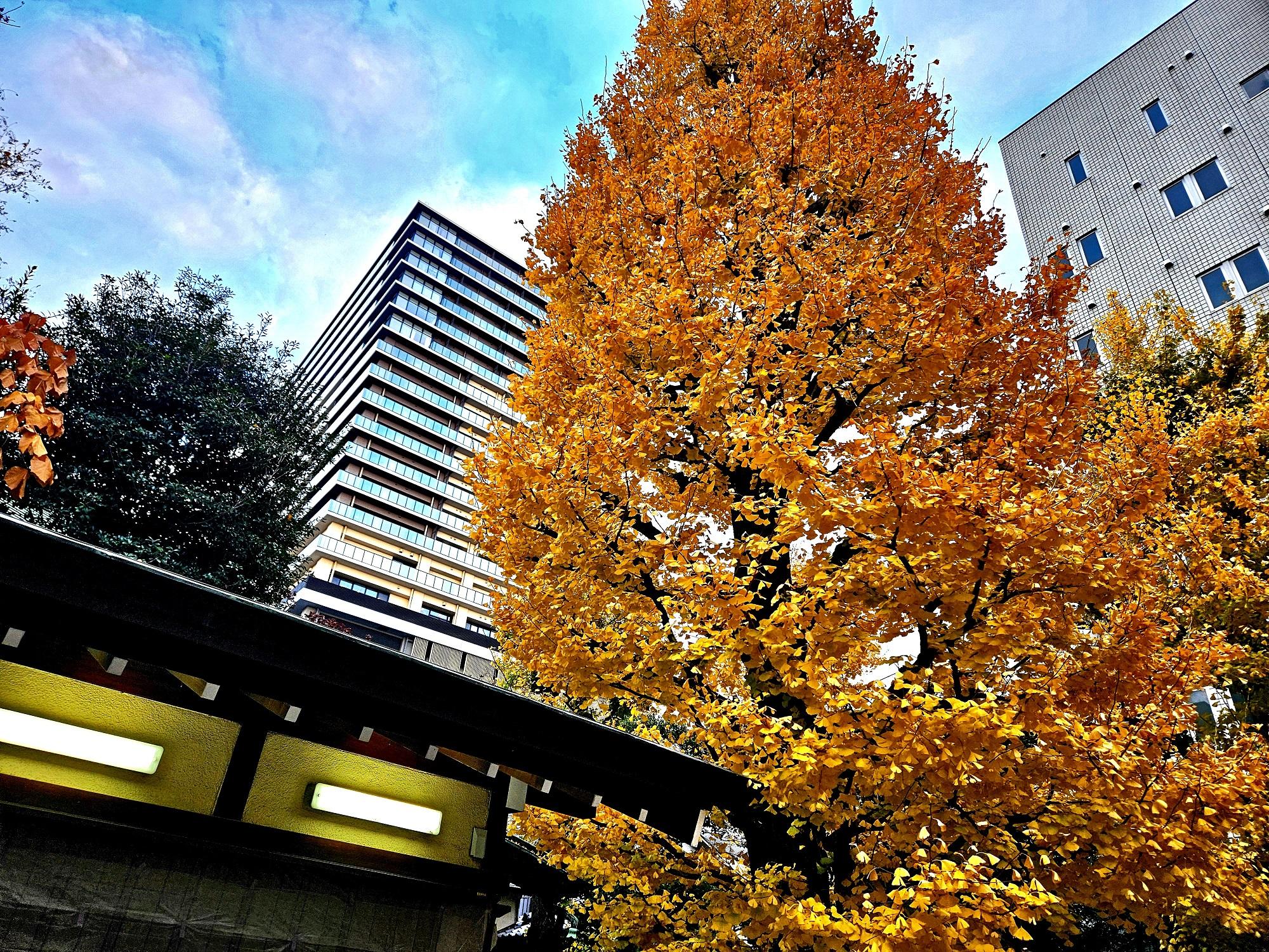 蔵前の銀杏並木がきれいです。