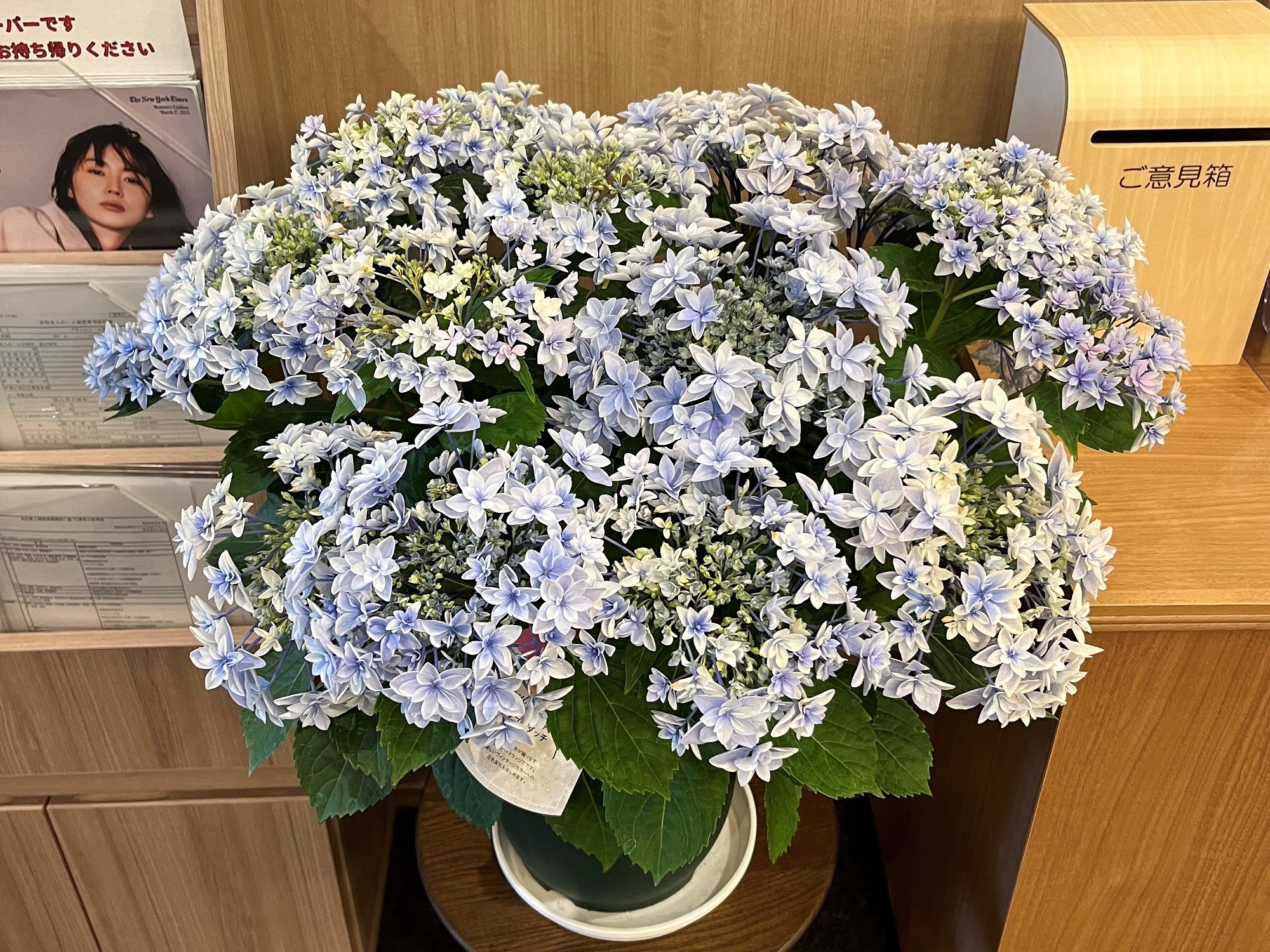 紫陽花の花