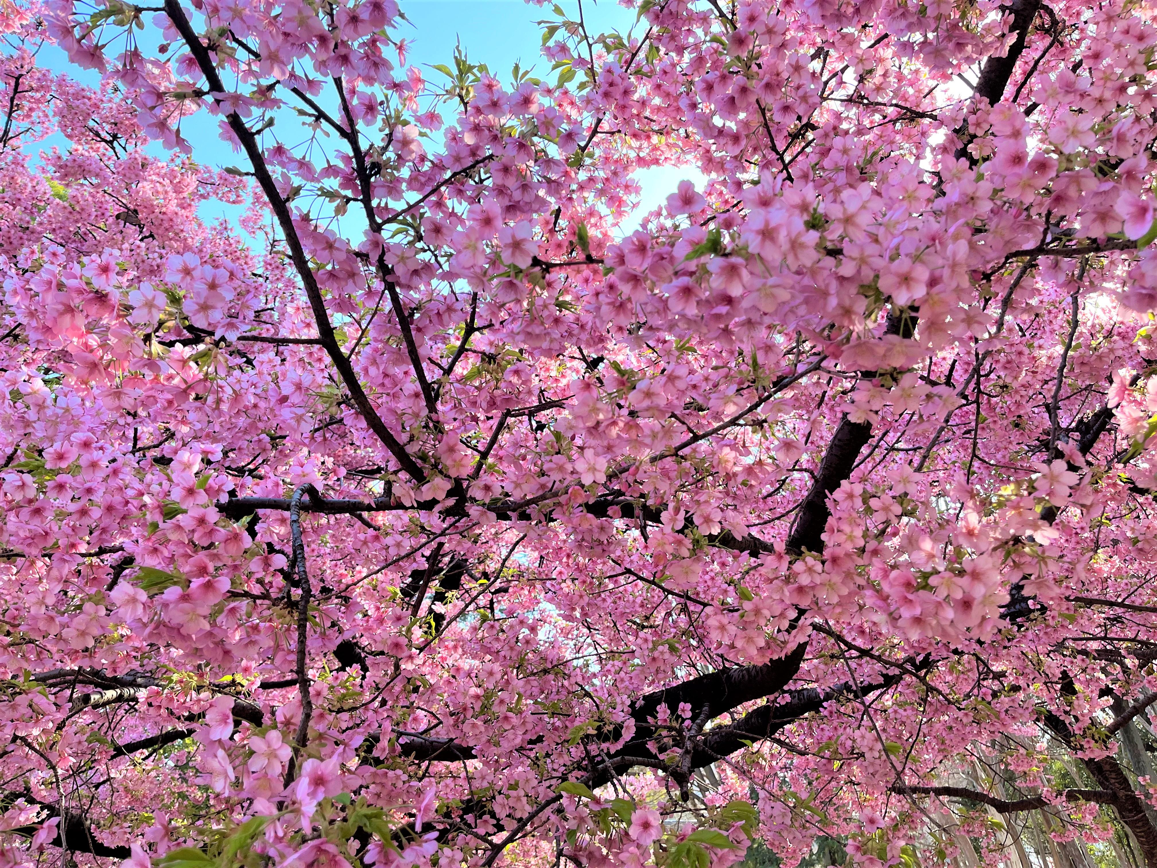 春の花とともに楽しんだ2つのイベント