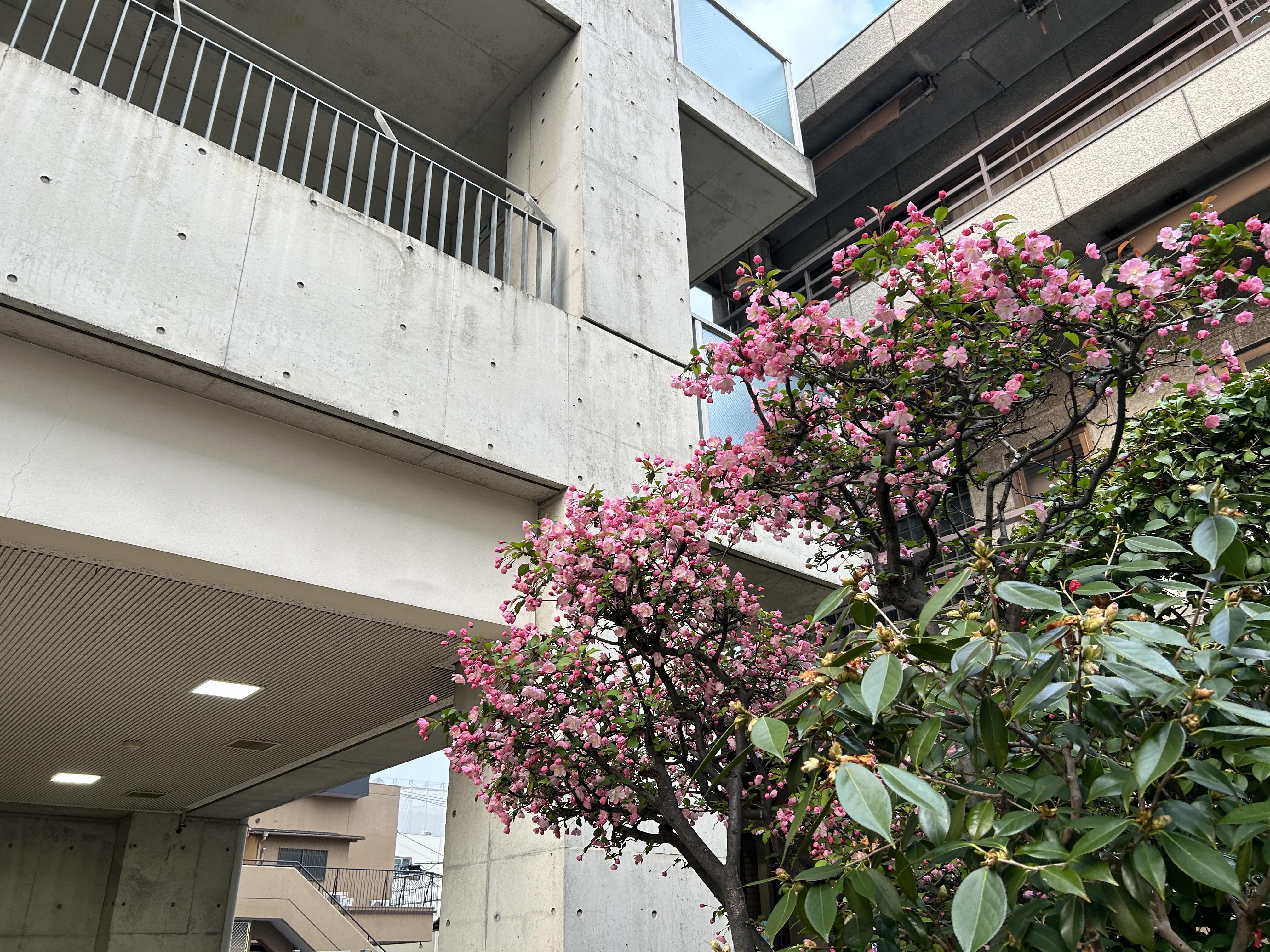 20260329sakura01