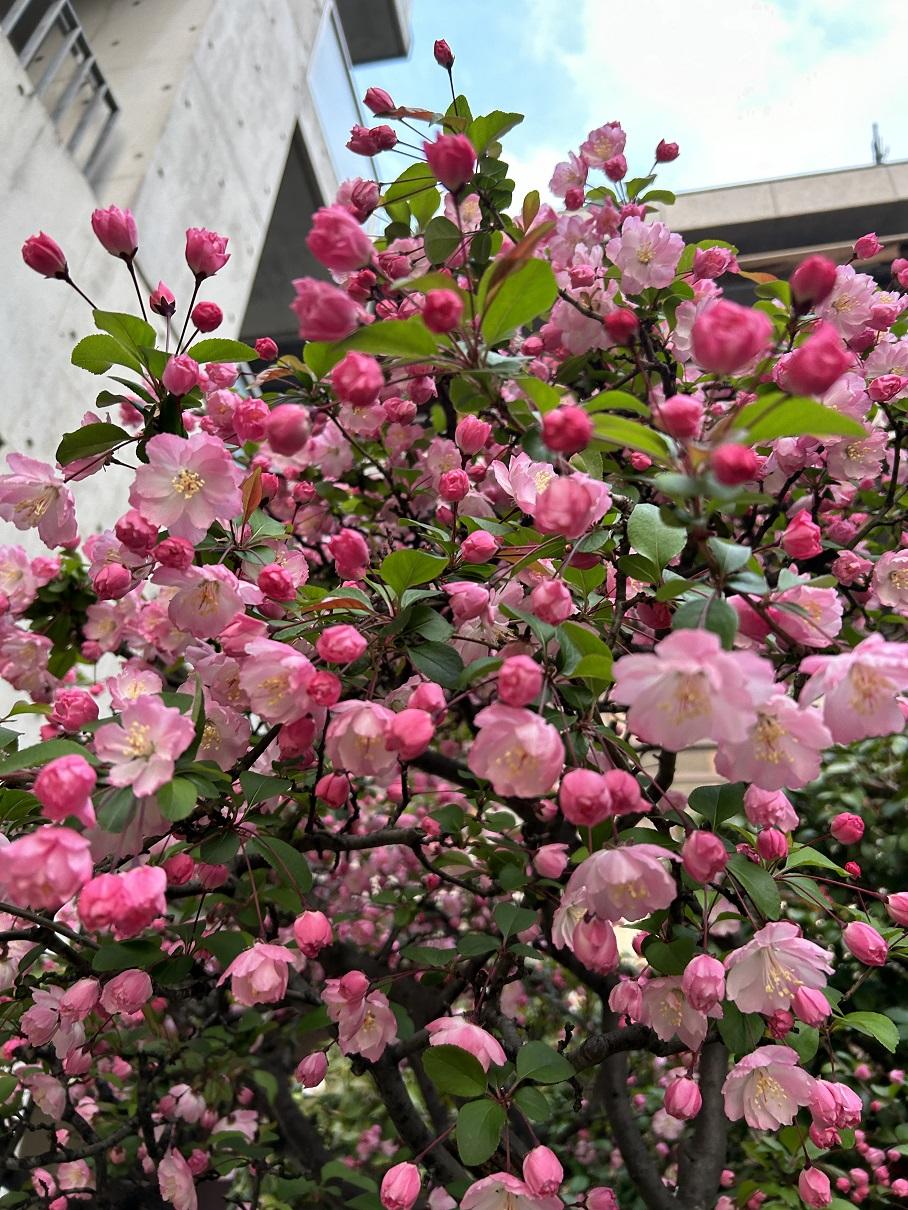 20260329sakura02