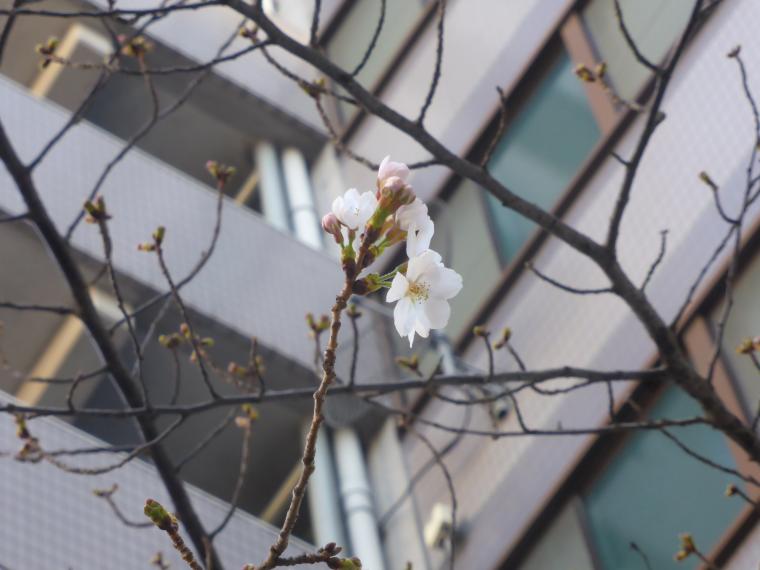 ライフハウス緑橋2＿20200325＿桜01