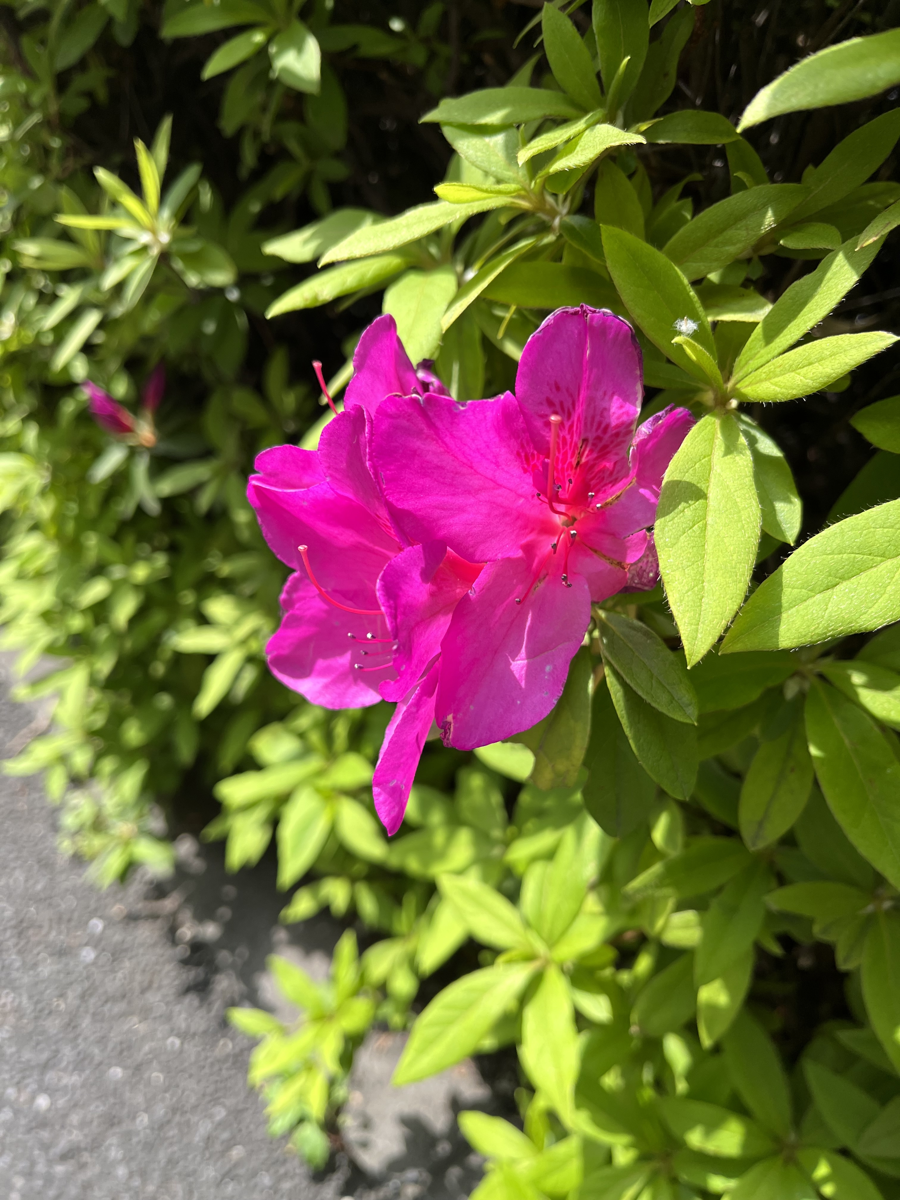 ツツジツアー開催🌺🌳