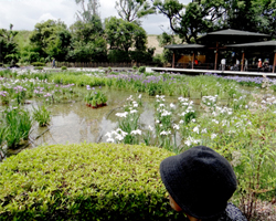 城北菖蒲園