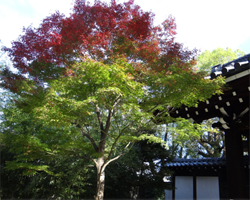 秋の藤田庭園散策