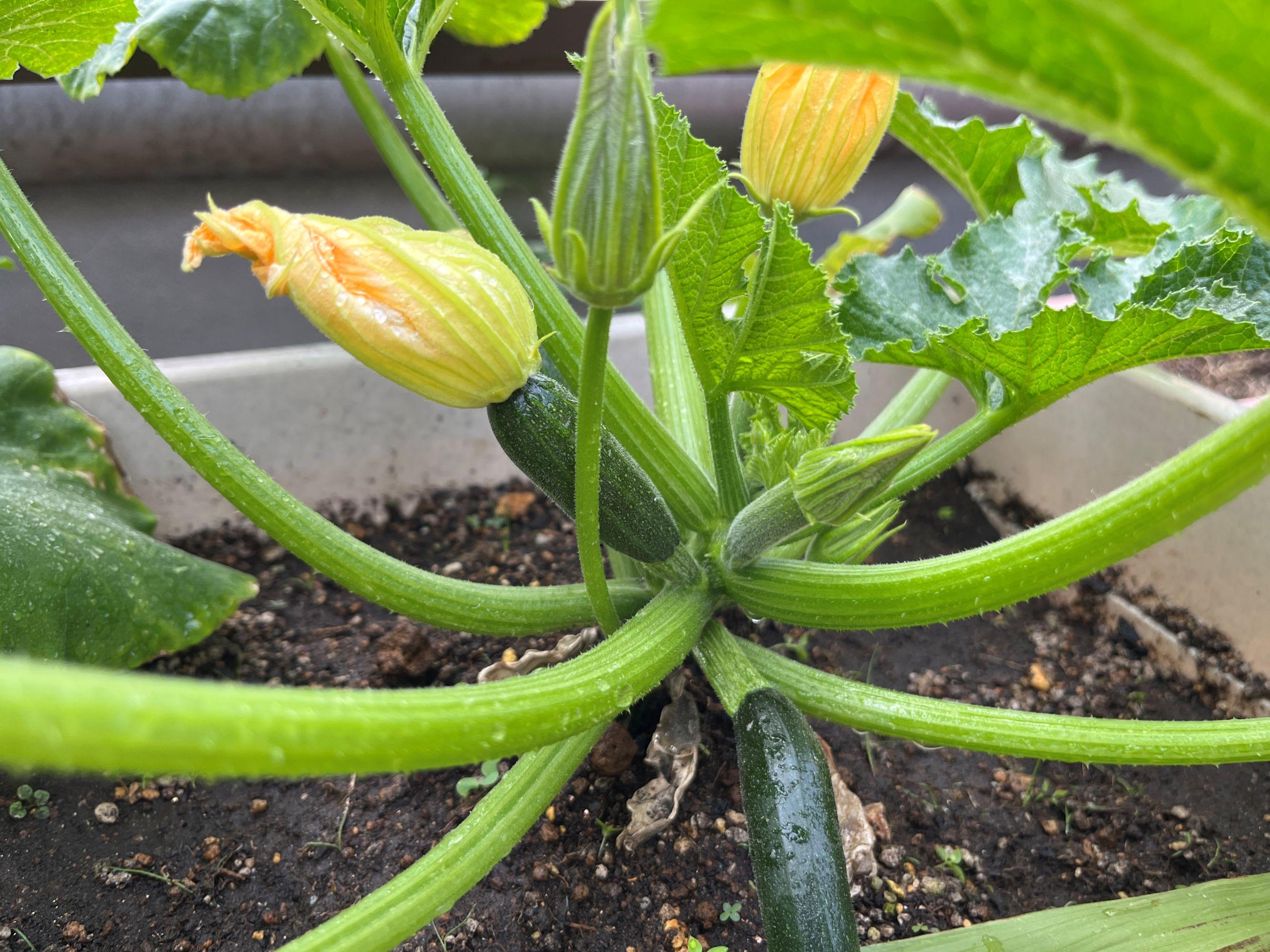 ベトナム実習生日記⑥ベランダ菜園で大収穫!