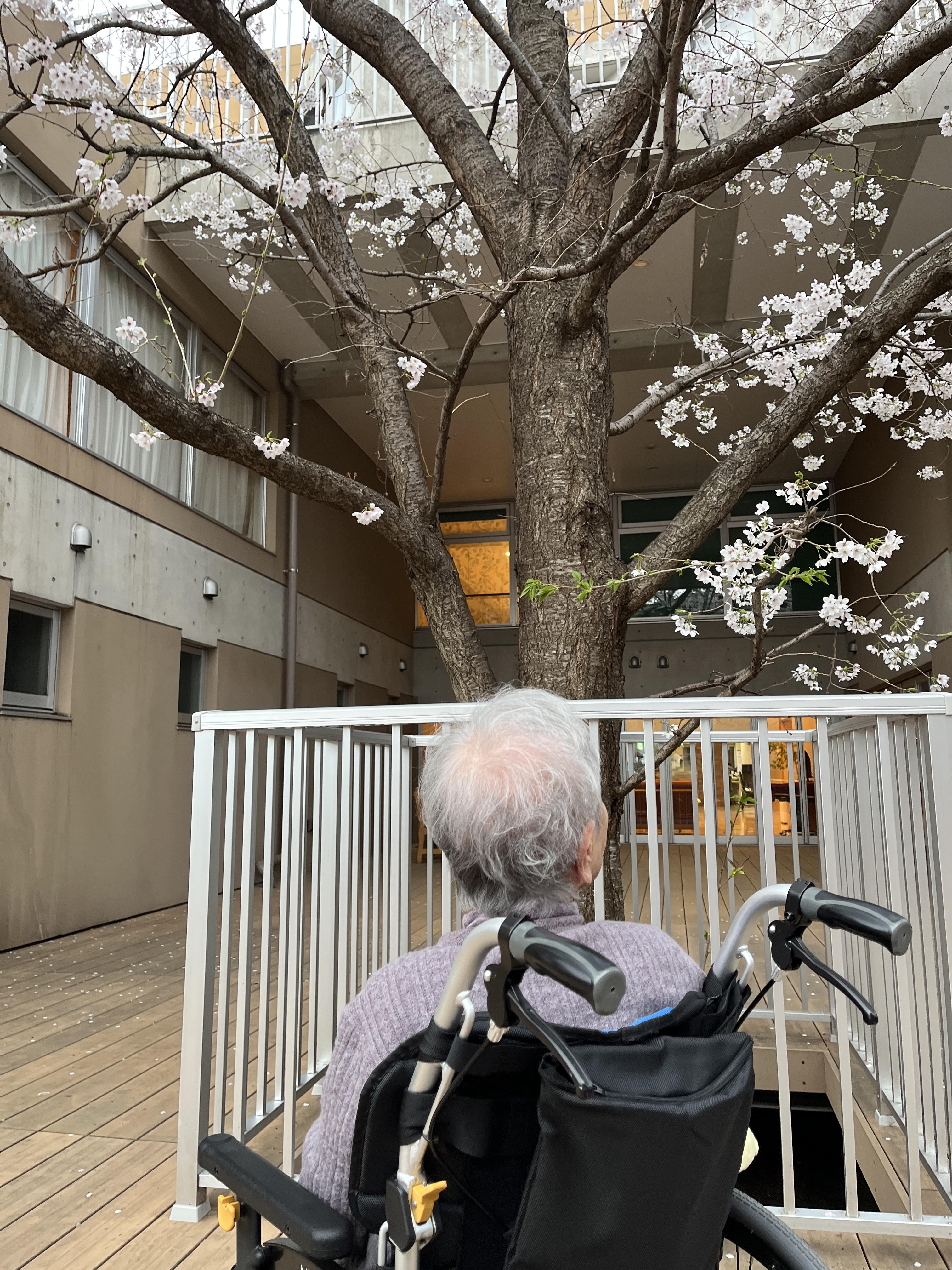 お花見をしてきました♪