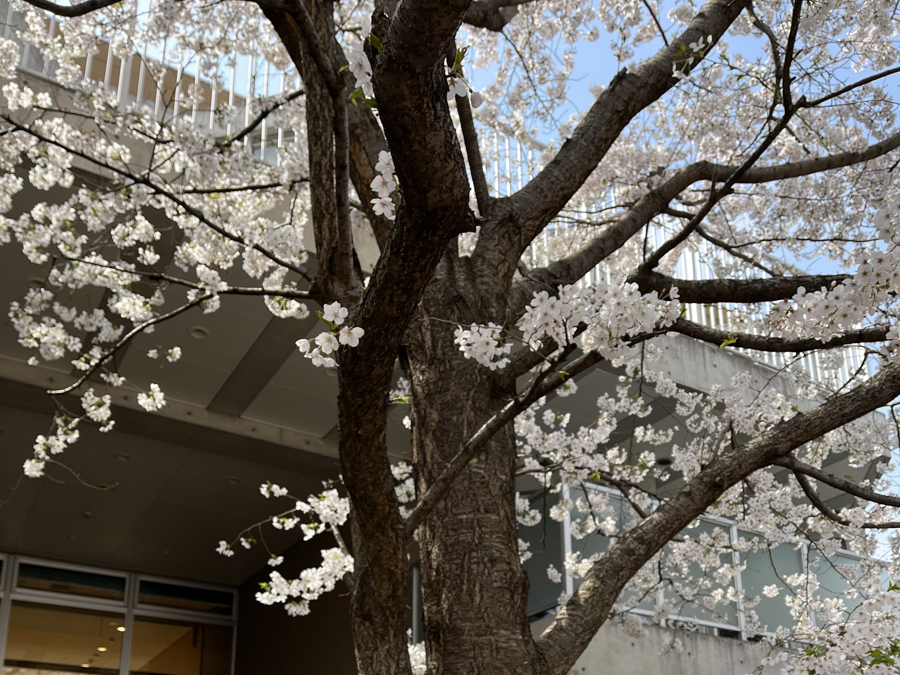 今年も桜が咲きました！