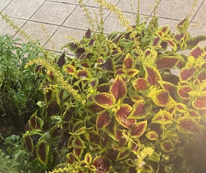 花壇に小さなお客様