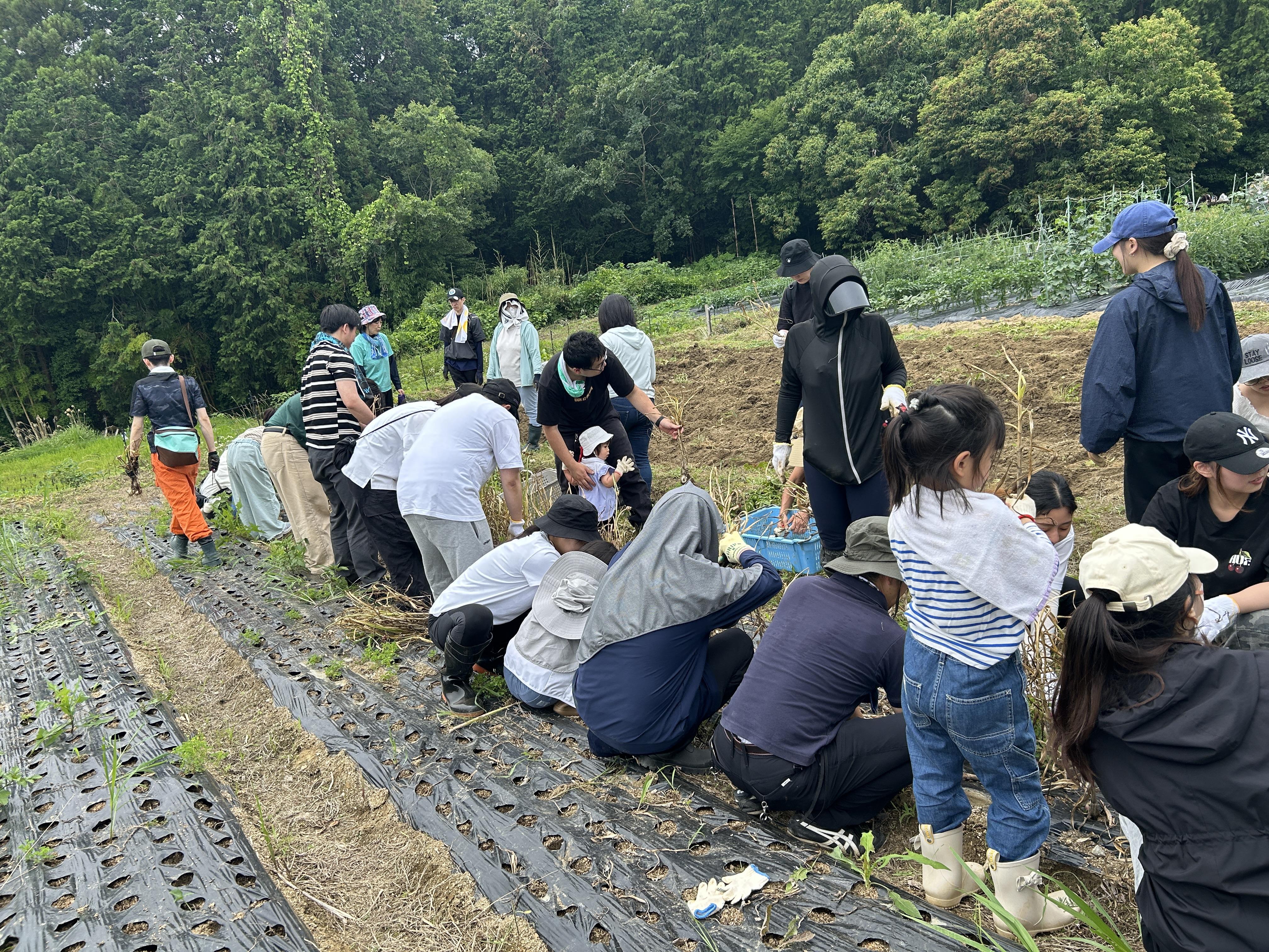 世界遺産をめざす明日香村で、収穫ボランティア🌱