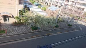 ベランダから見る桜並木