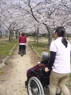 桜並木♪