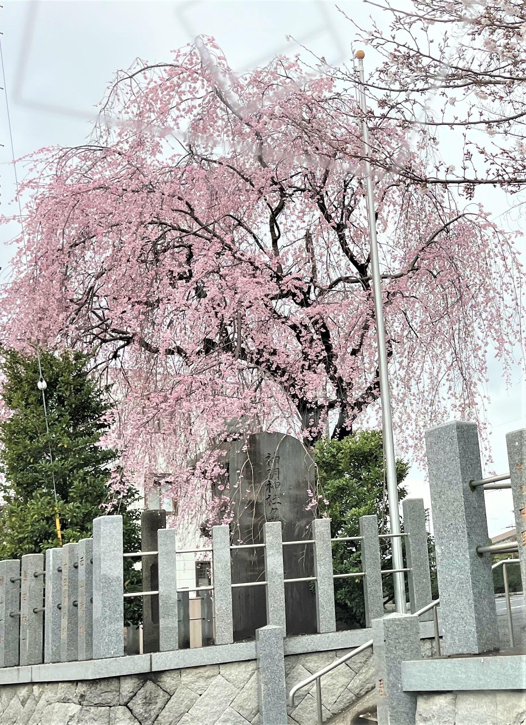 2504枝垂桜y7
