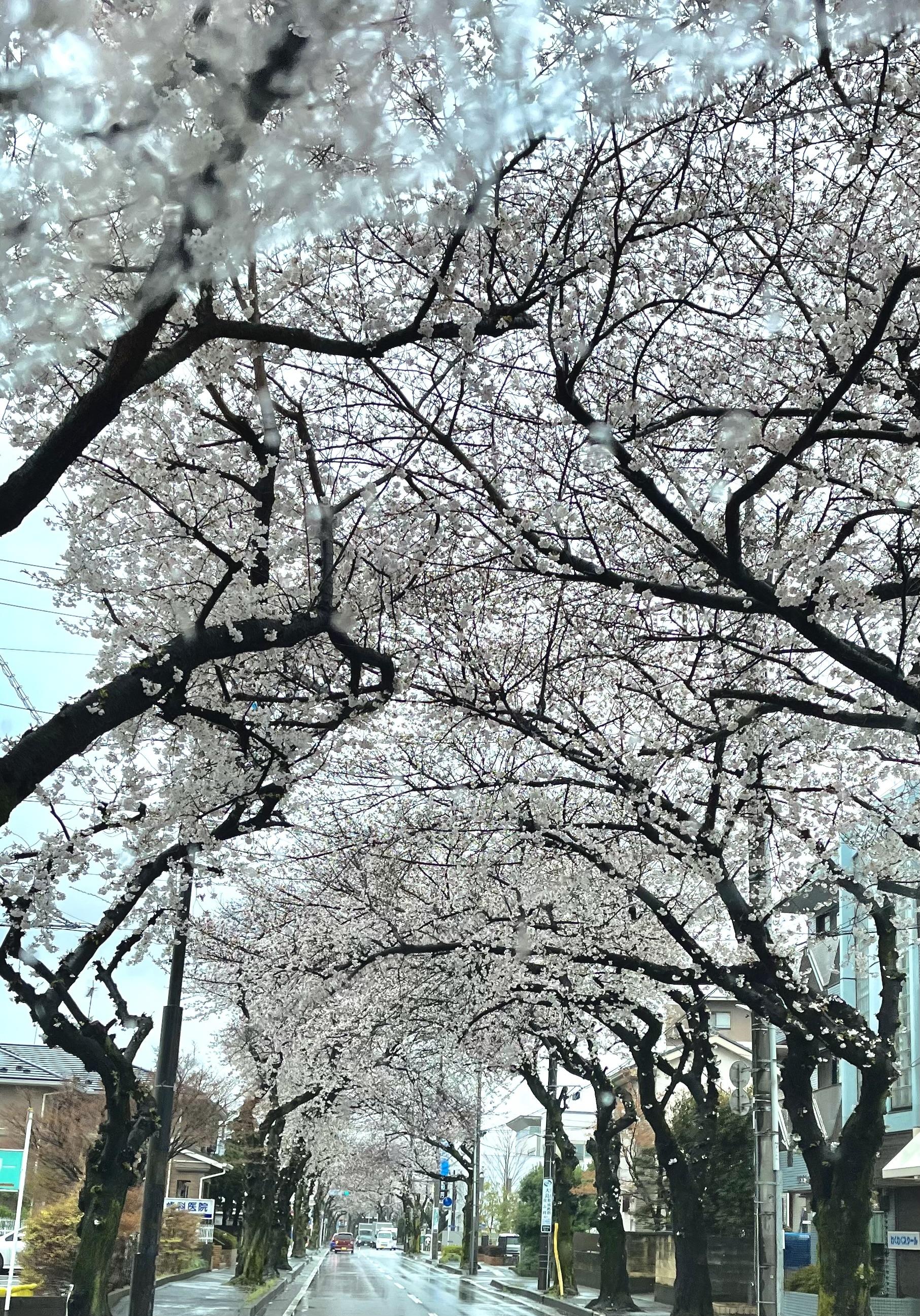 2504桜りy7.JPG