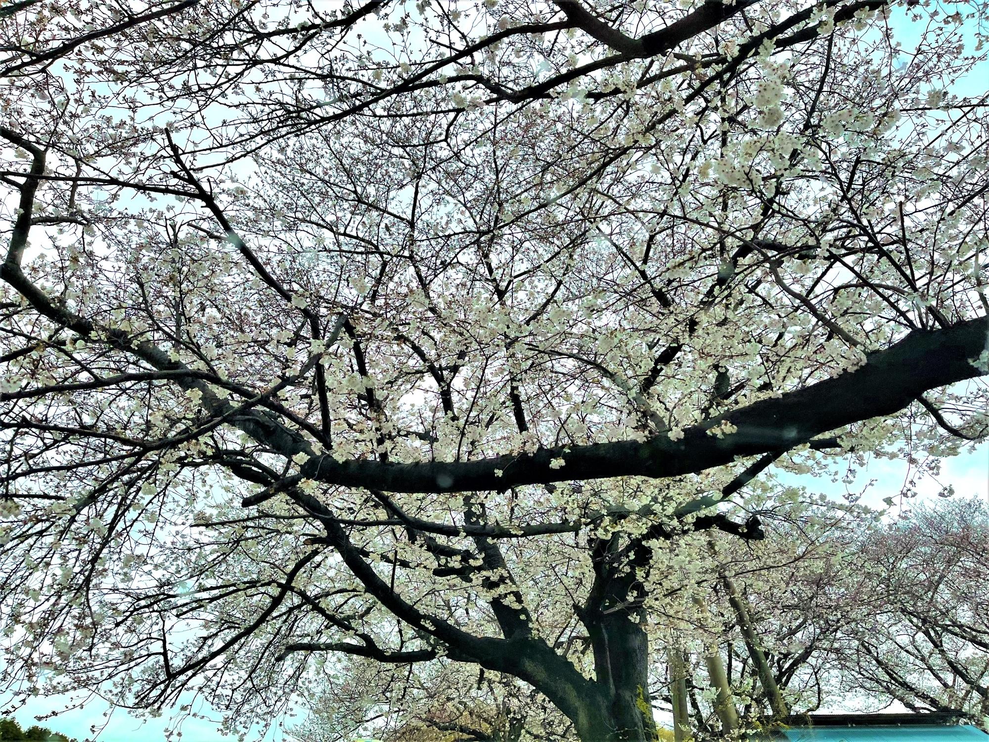 2504びん沼桜y7.JPG