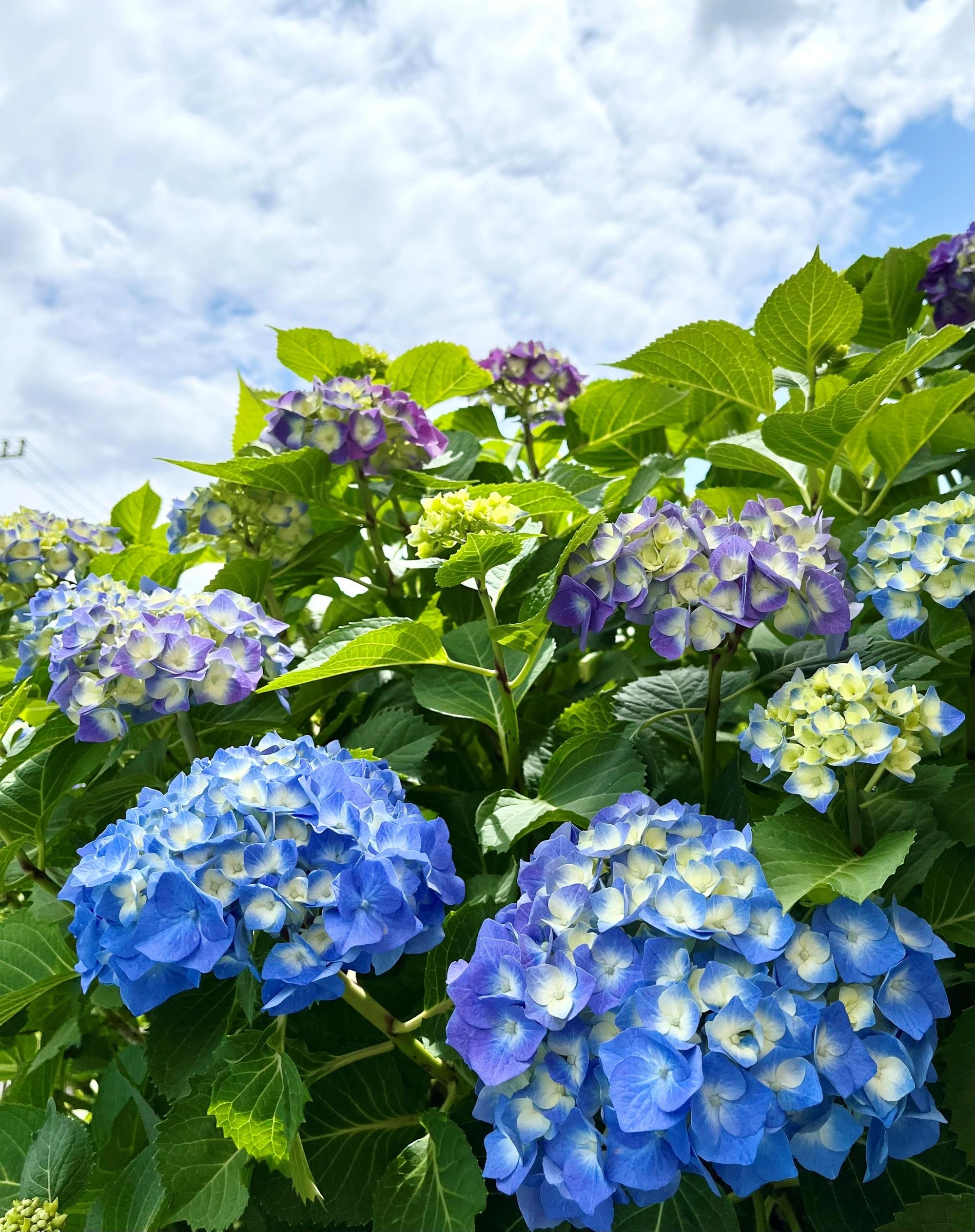 紫花25067y.JPG