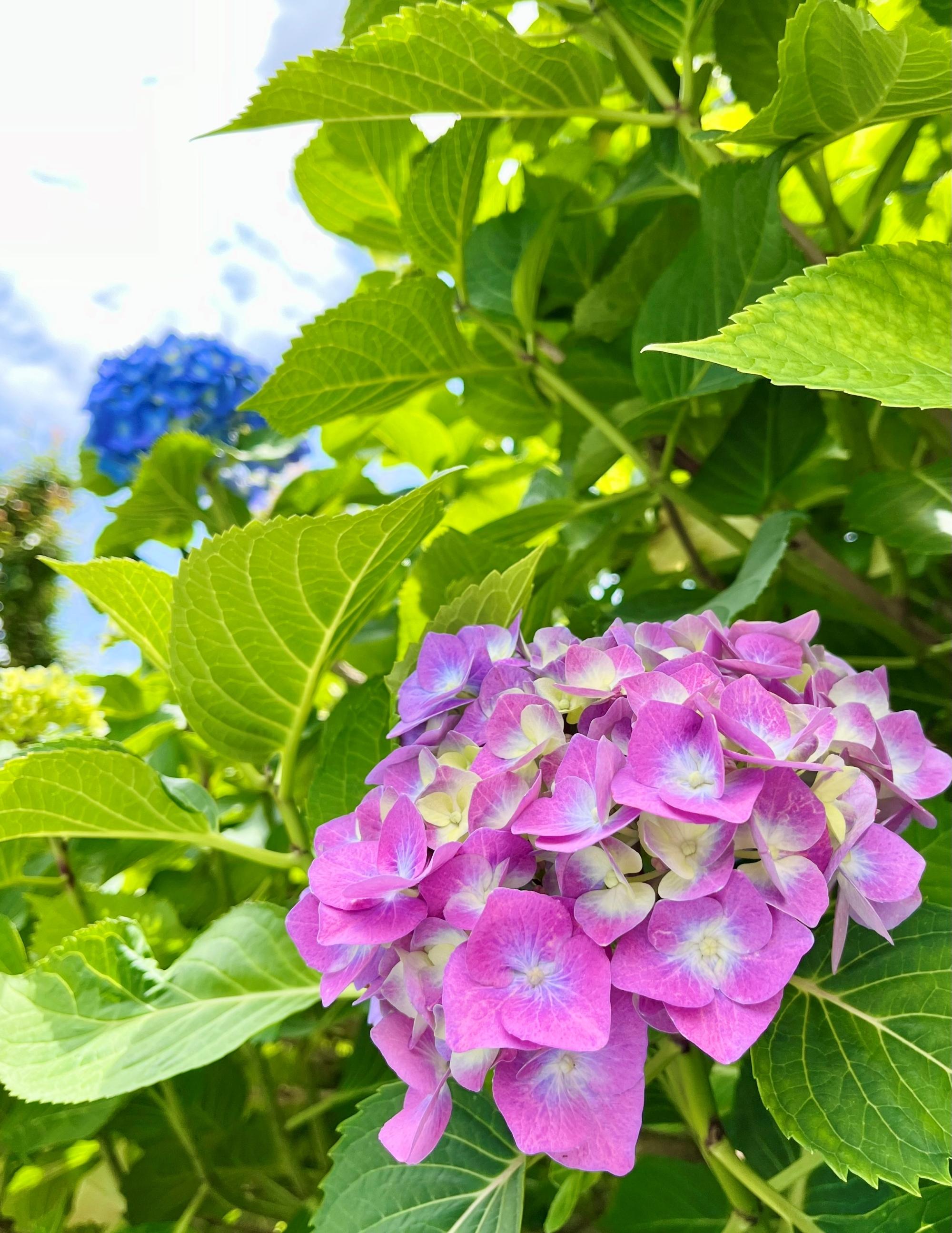 紫花25067.JPG